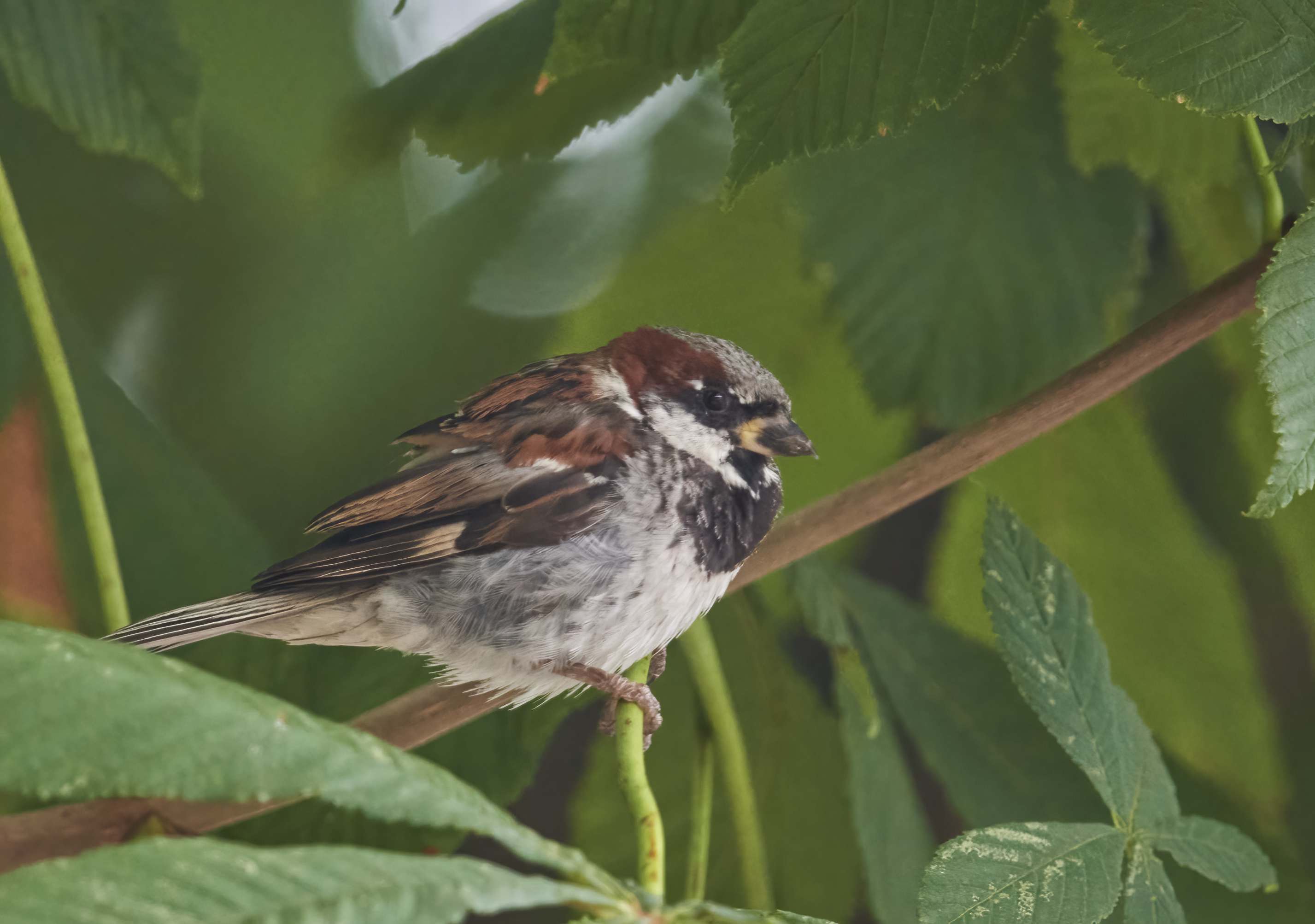 YOG_5484-DeNoiseAI-standard