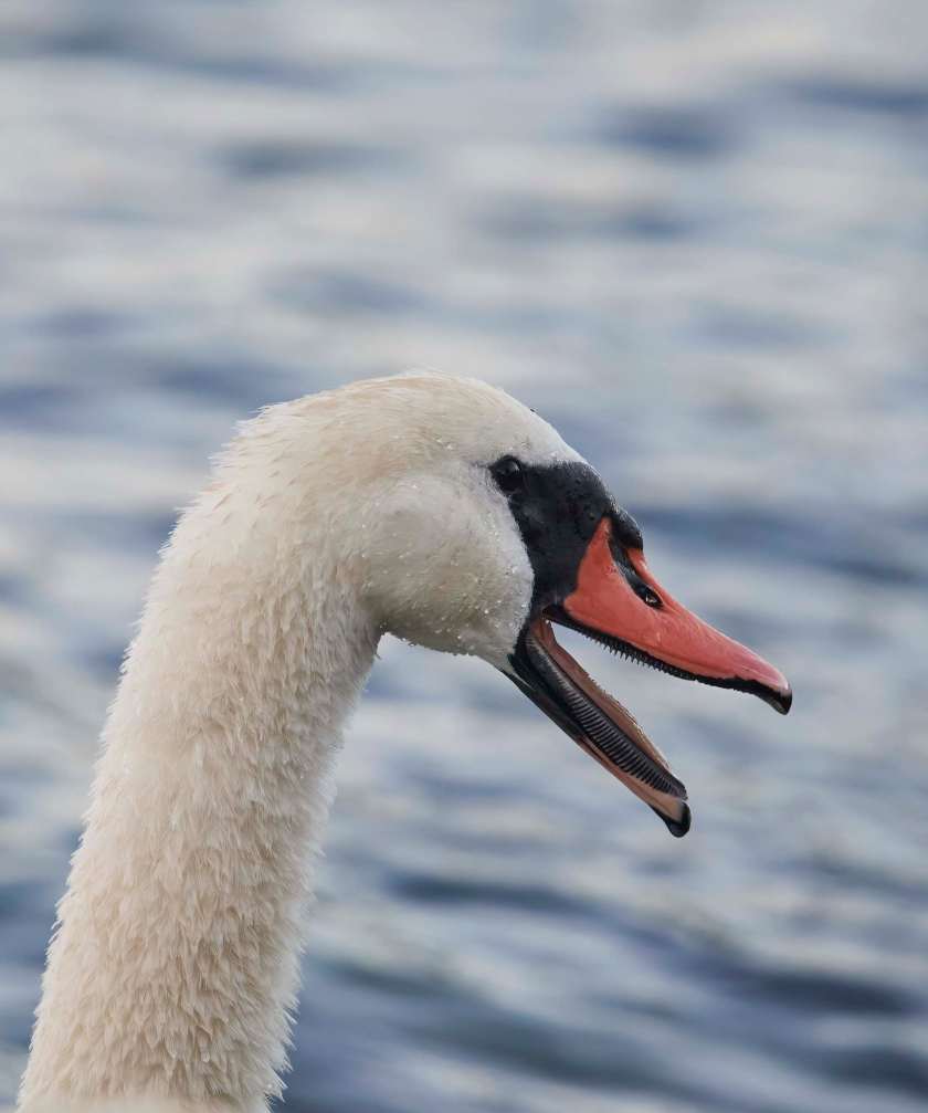 YOG_5791-DeNoiseAI-standard