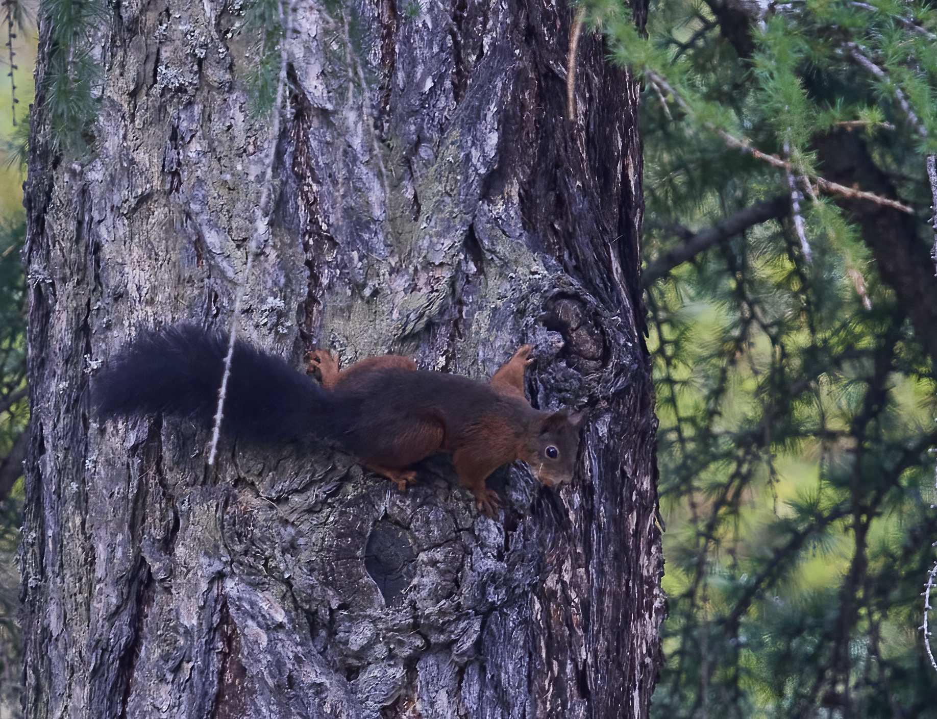 YOG_6351-DeNoiseAI-standard