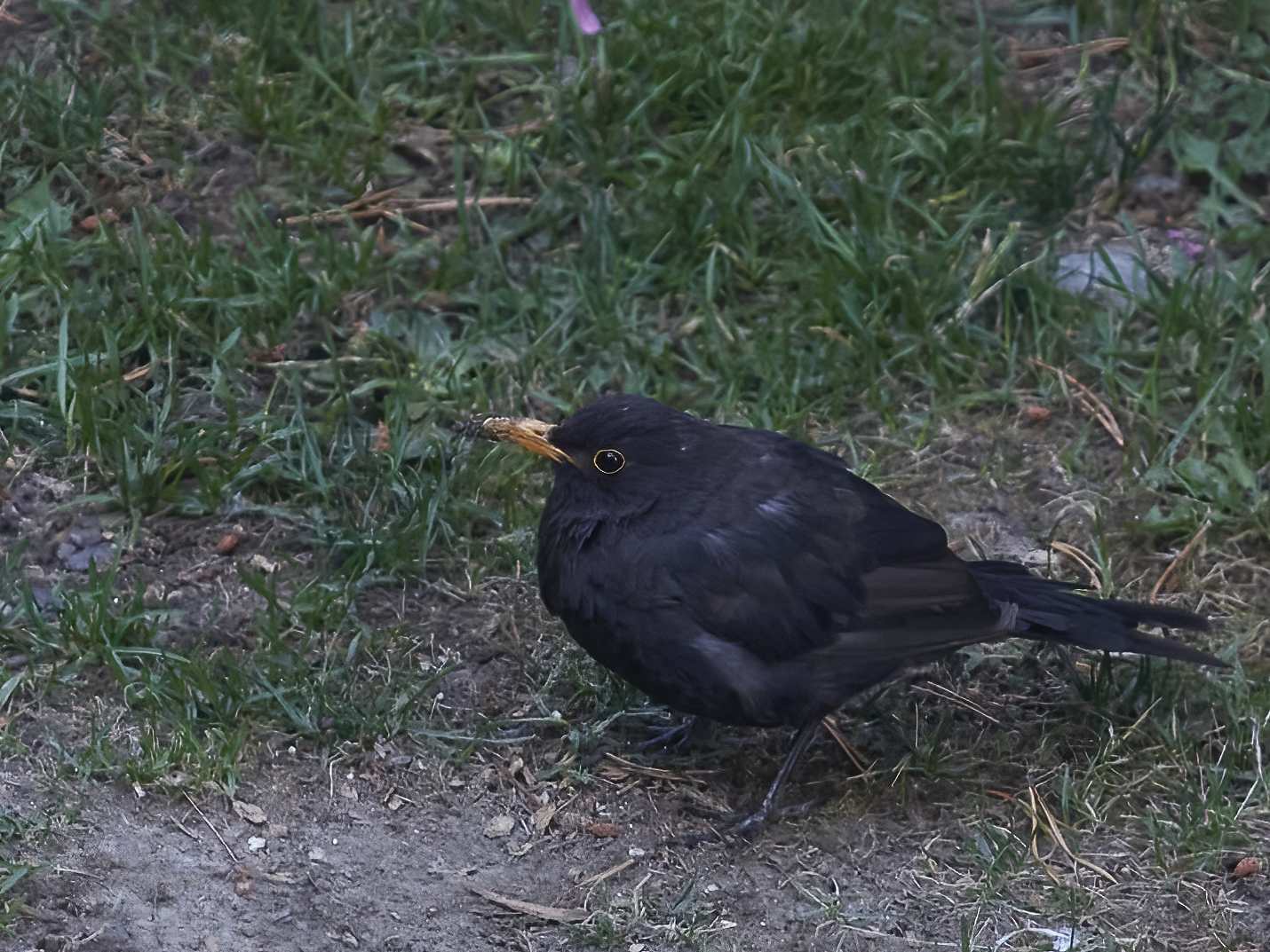 YOG_6626-DeNoiseAI-standard