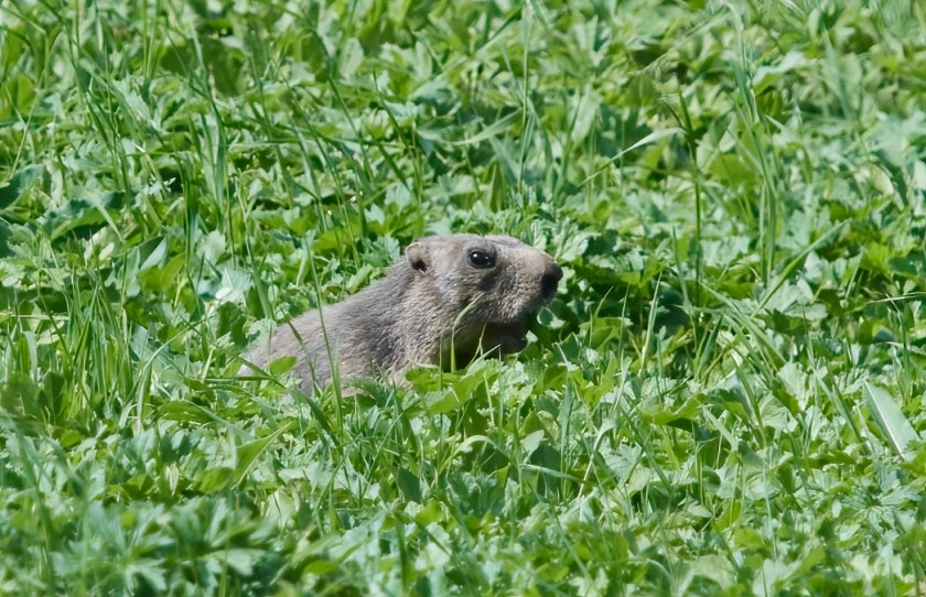 YOG_6970-DeNoiseAI-standard