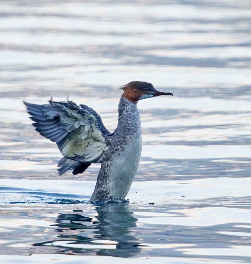 YOG_7410-DeNoiseAI-standard (1)