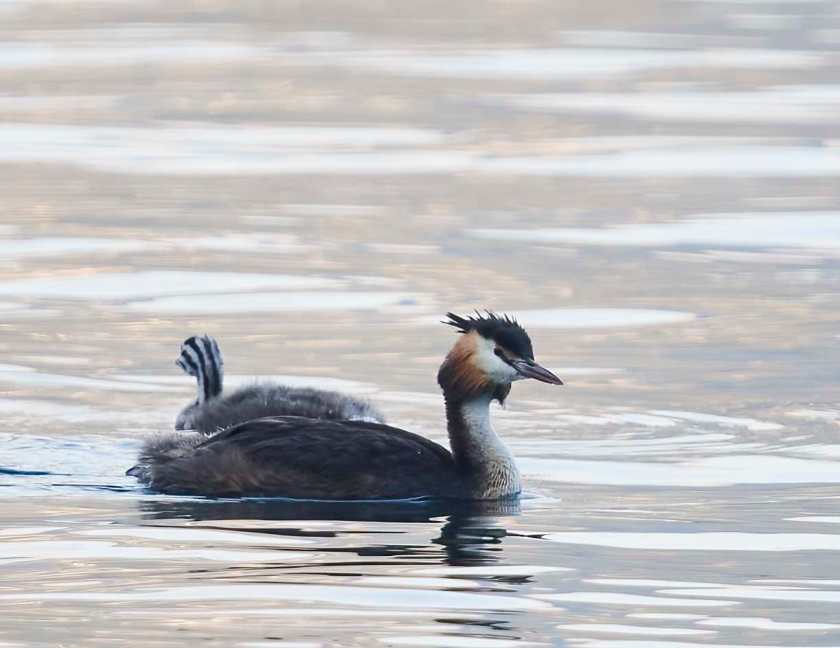 YOG_7412-DeNoiseAI-standard