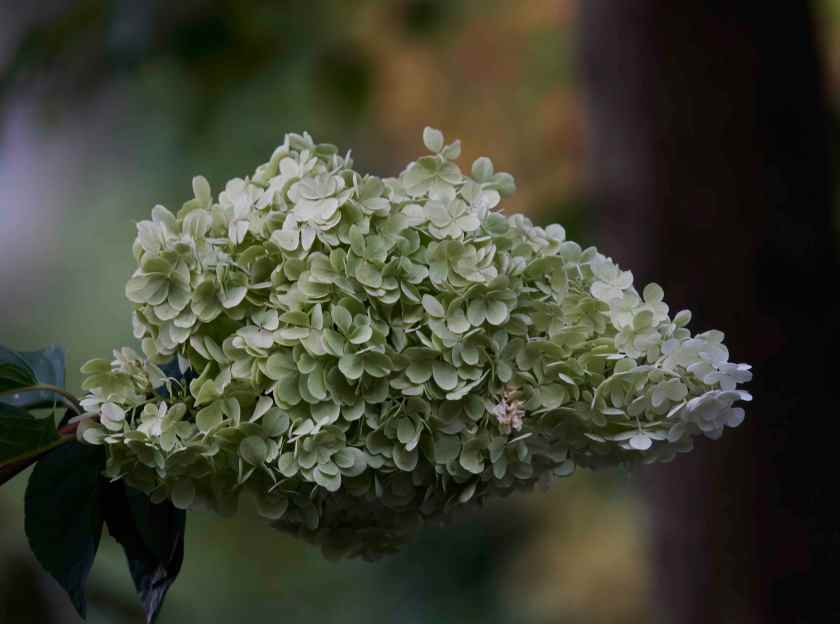 YOG_7430-DeNoiseAI-standard