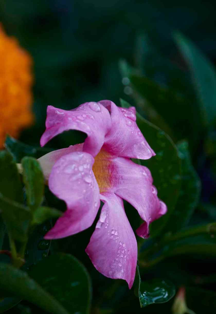 YOG_7439-DeNoiseAI-standard