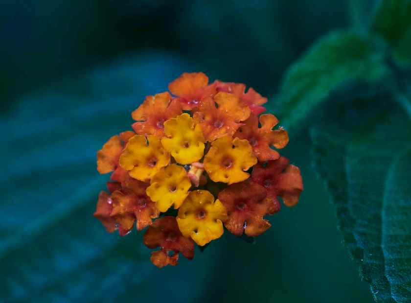 YOG_7440-DeNoiseAI-standard