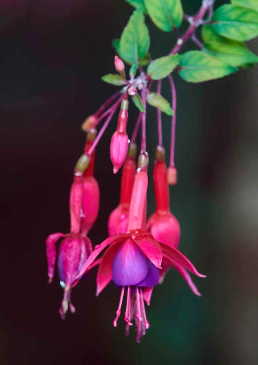 YOG_7480-DeNoiseAI-standard