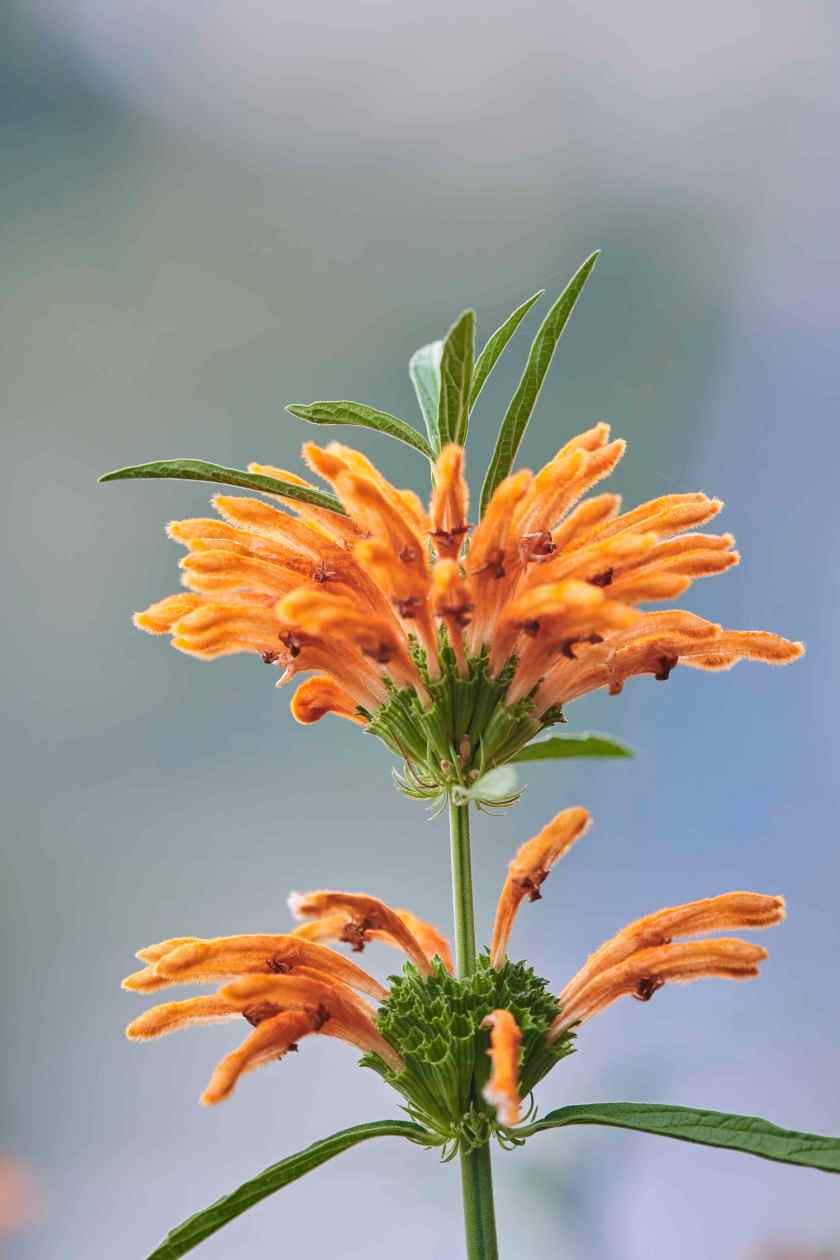 YOG_7489-DeNoiseAI-standard