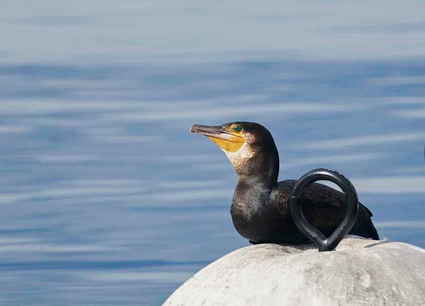 YOG_7507-DeNoiseAI-standard