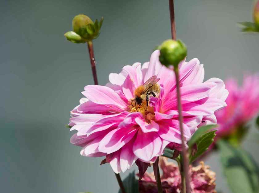 YOG_7542-DeNoiseAI-standard