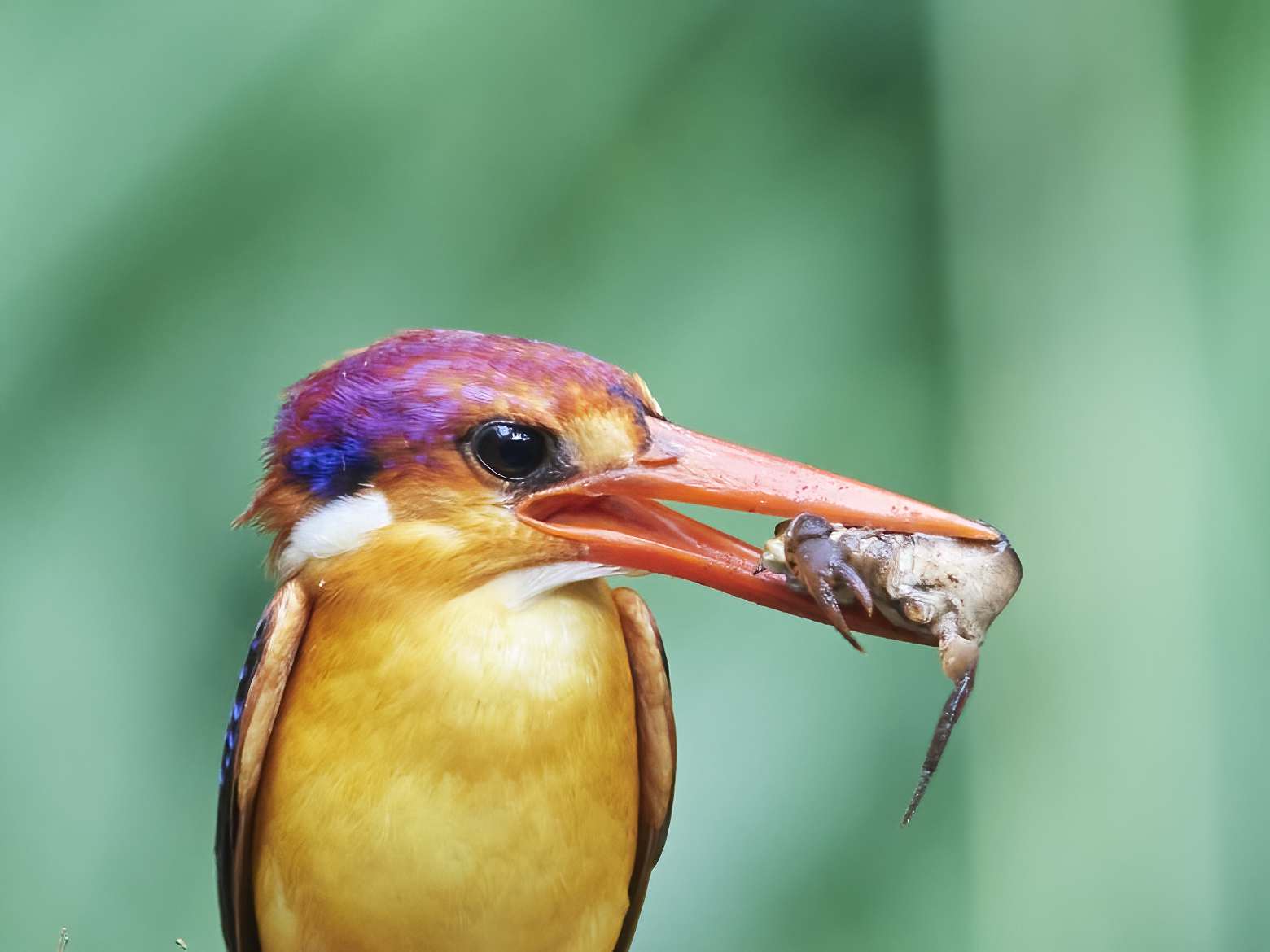 YOG_7897-DeNoiseAI-standard