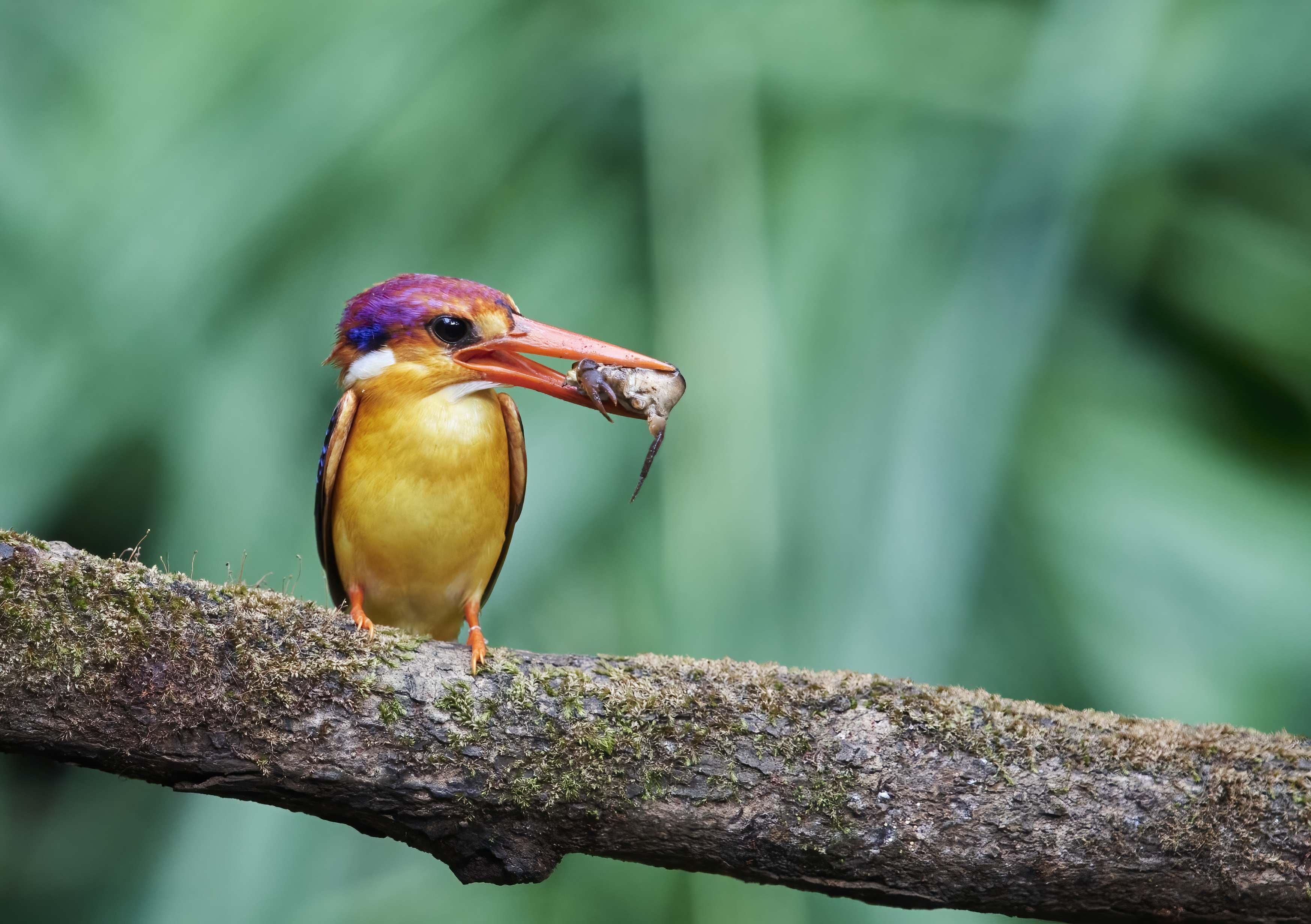 YOG_7898-DeNoiseAI-standard