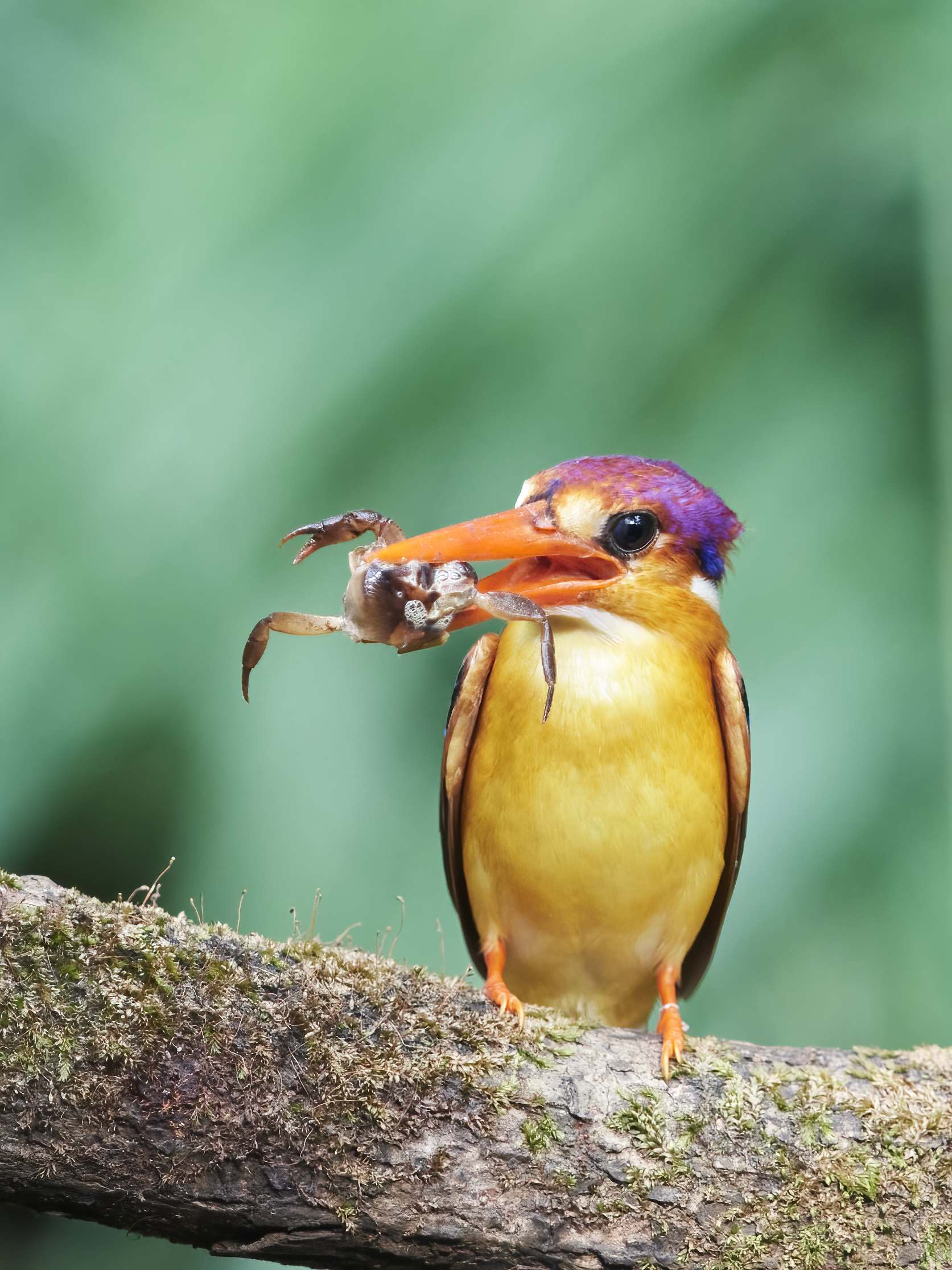 YOG_7916-DeNoiseAI-standard