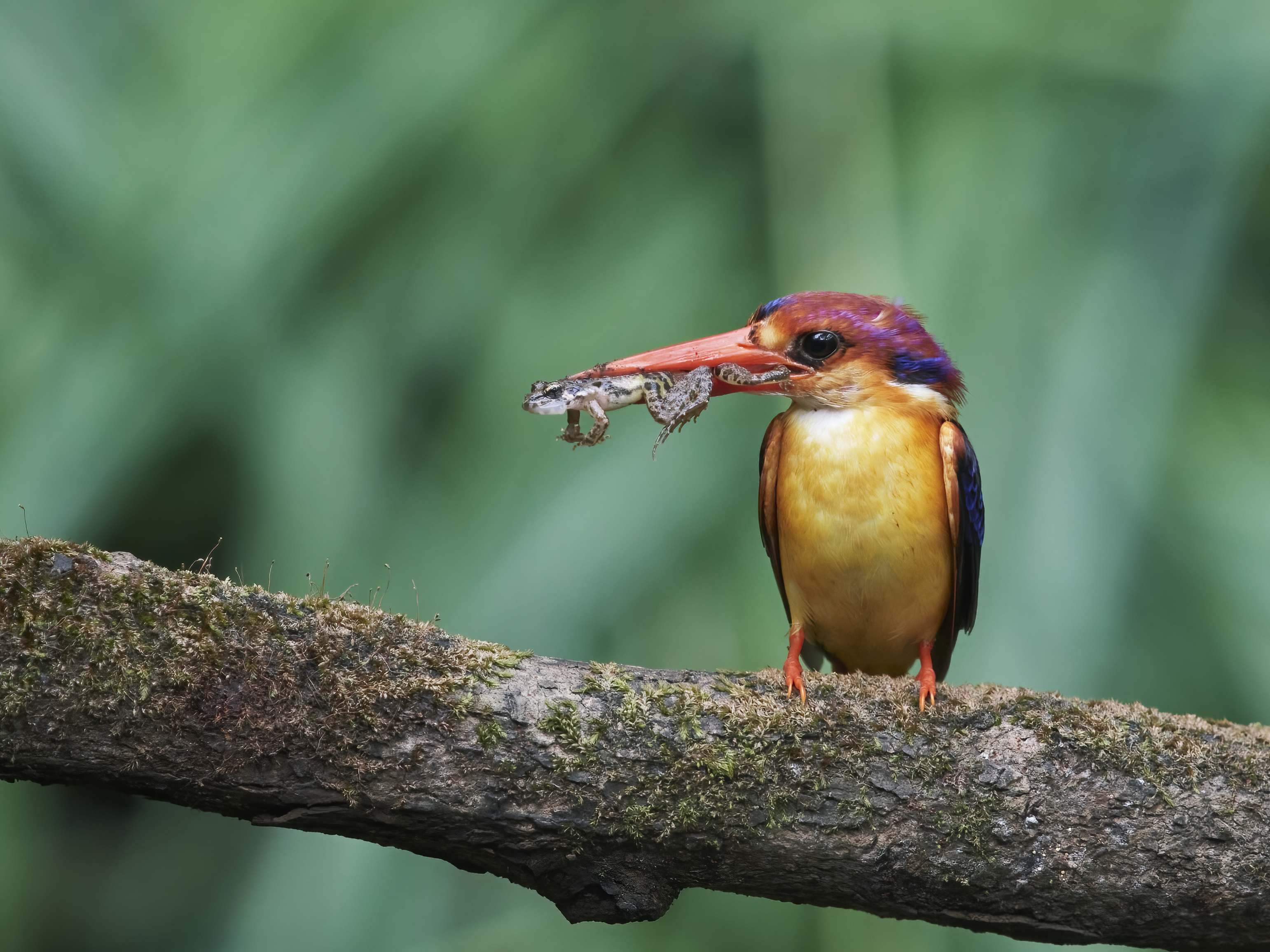 YOG_7928-DeNoiseAI-standard