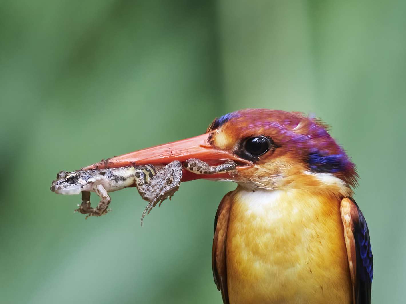 YOG_7931-DeNoiseAI-standard