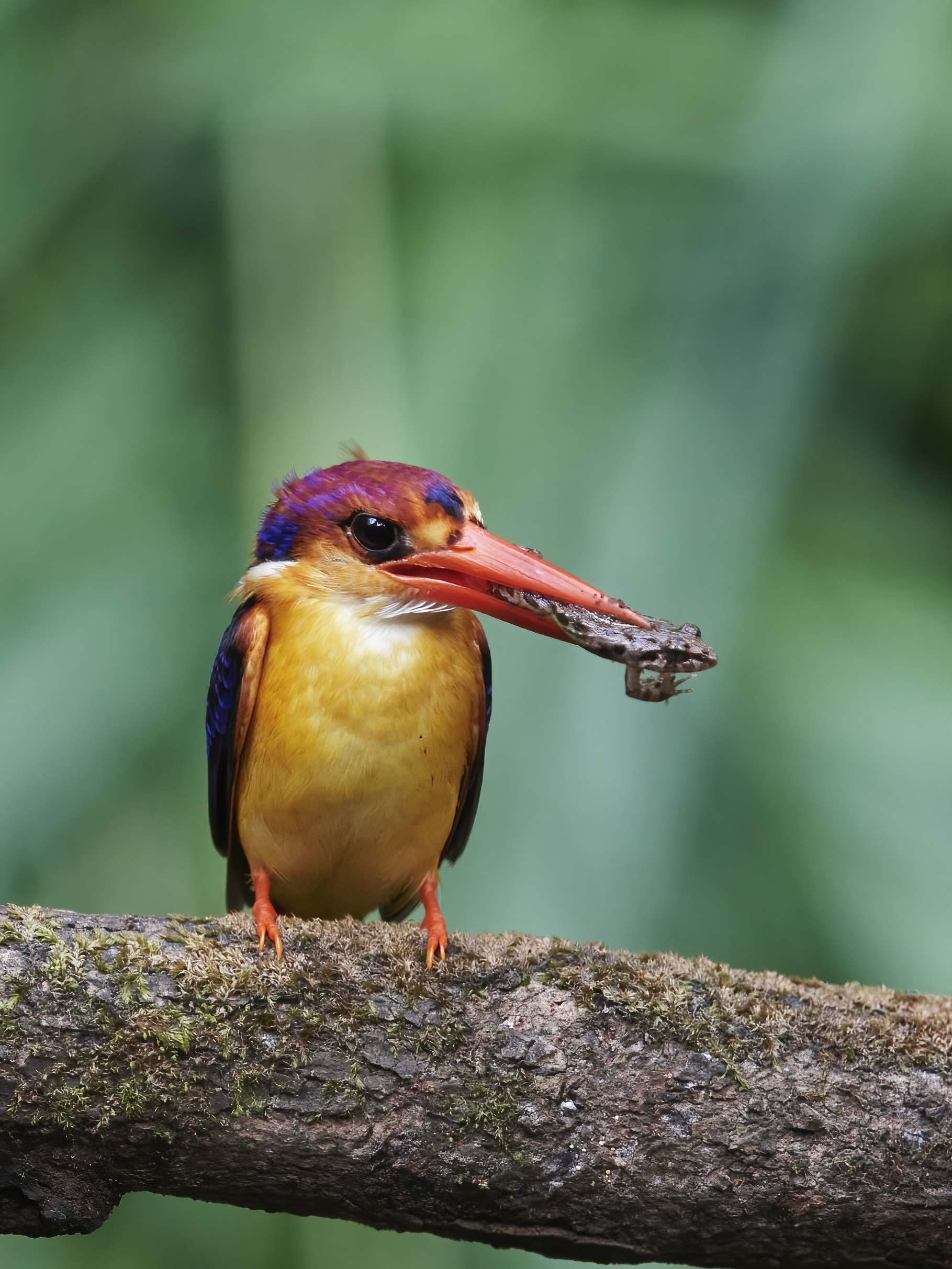 YOG_7955-DeNoiseAI-standard