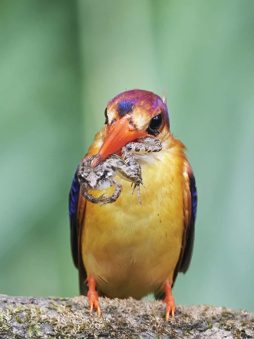 YOG_7961-DeNoiseAI-standard