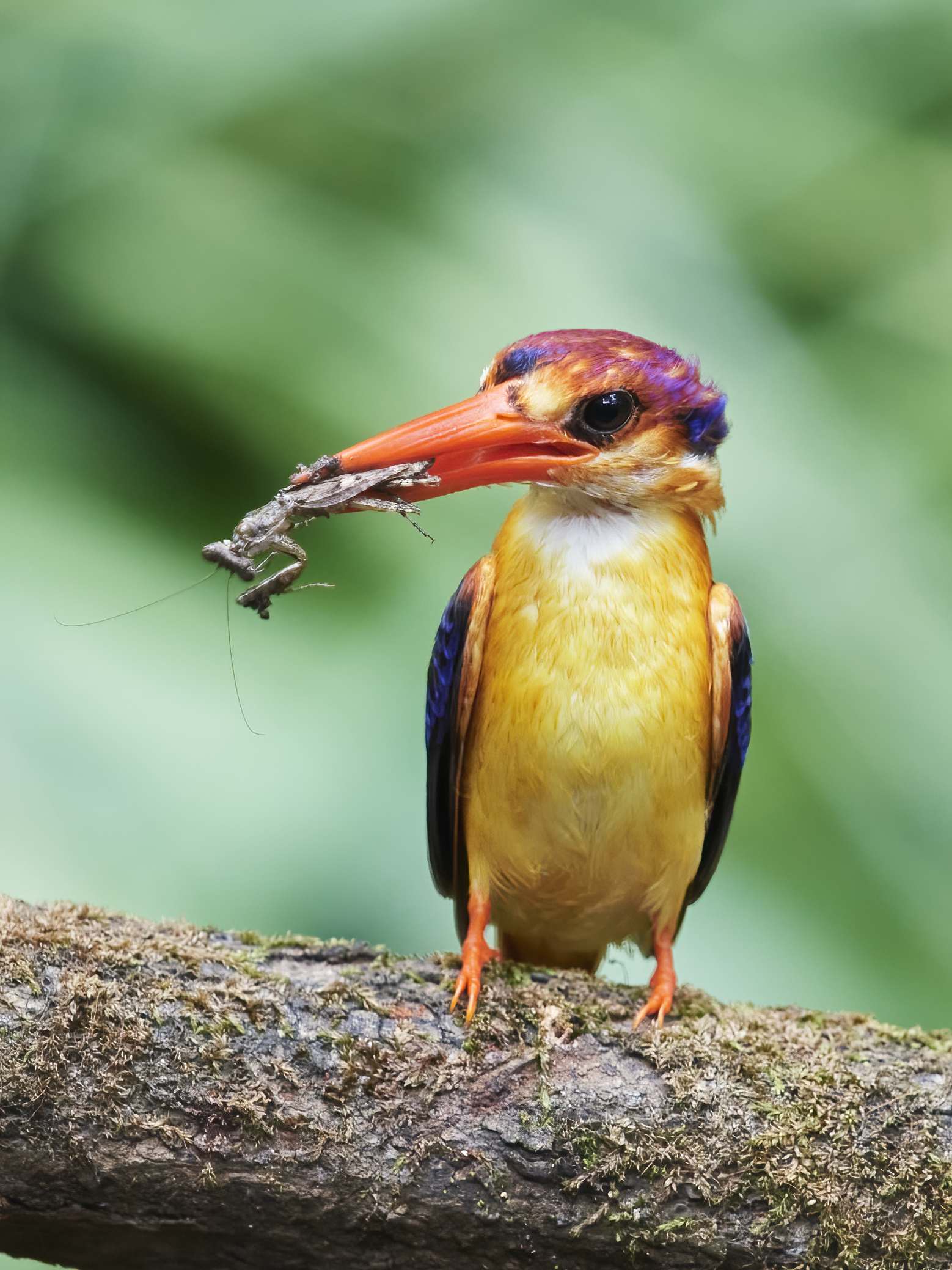 YOG_8051-DeNoiseAI-standard