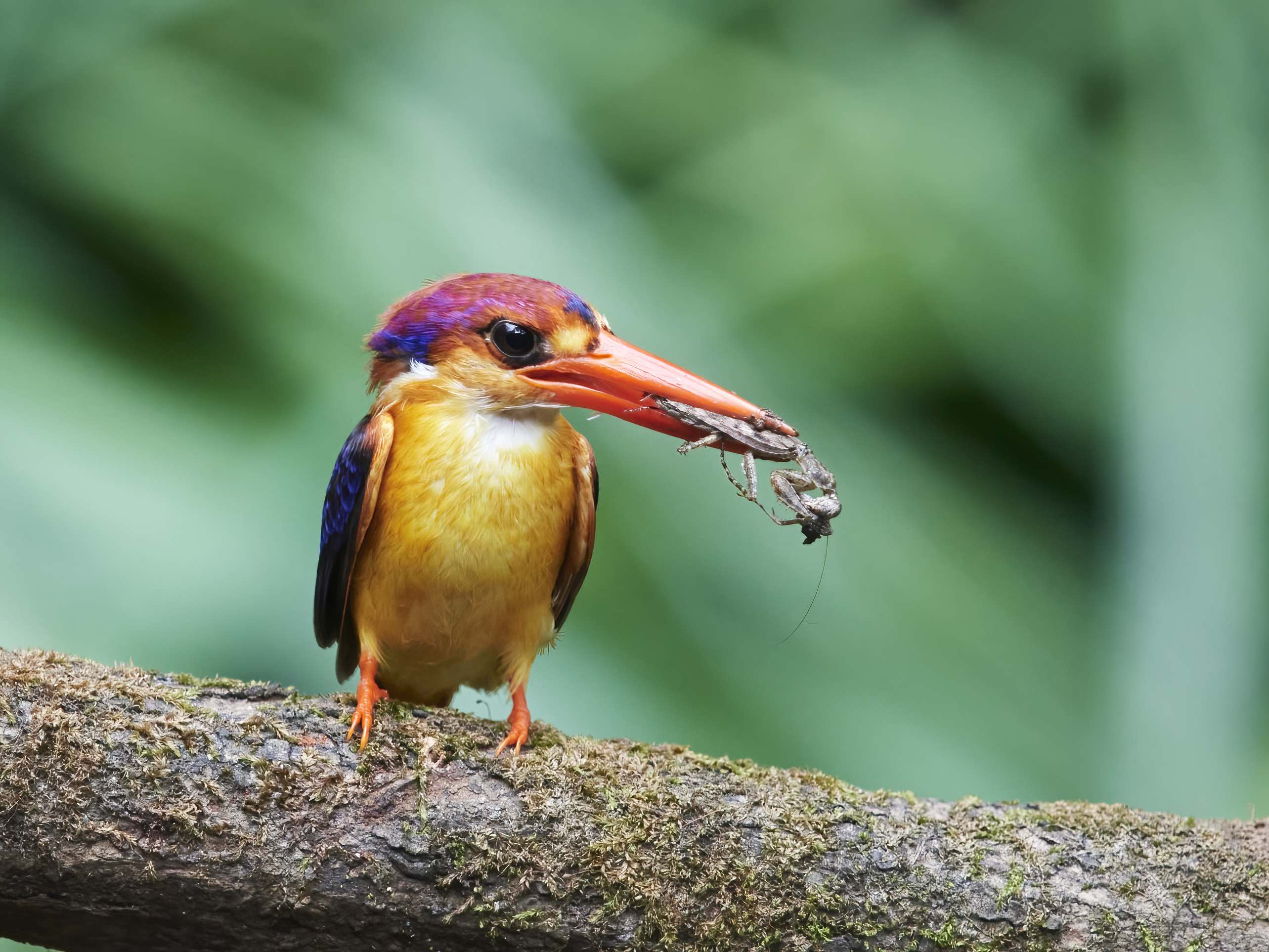 YOG_8074-DeNoiseAI-standard