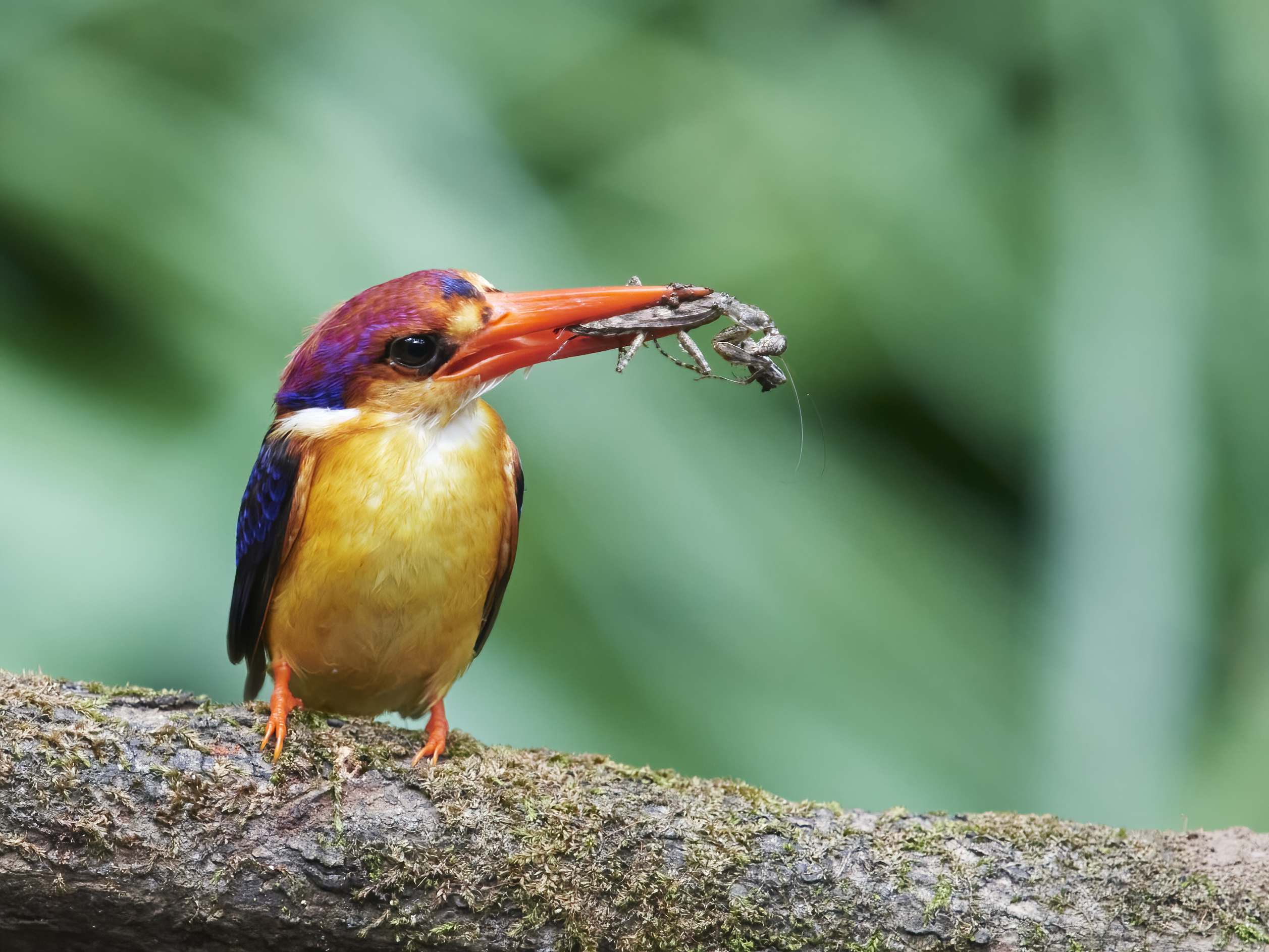 YOG_8083-DeNoiseAI-standard