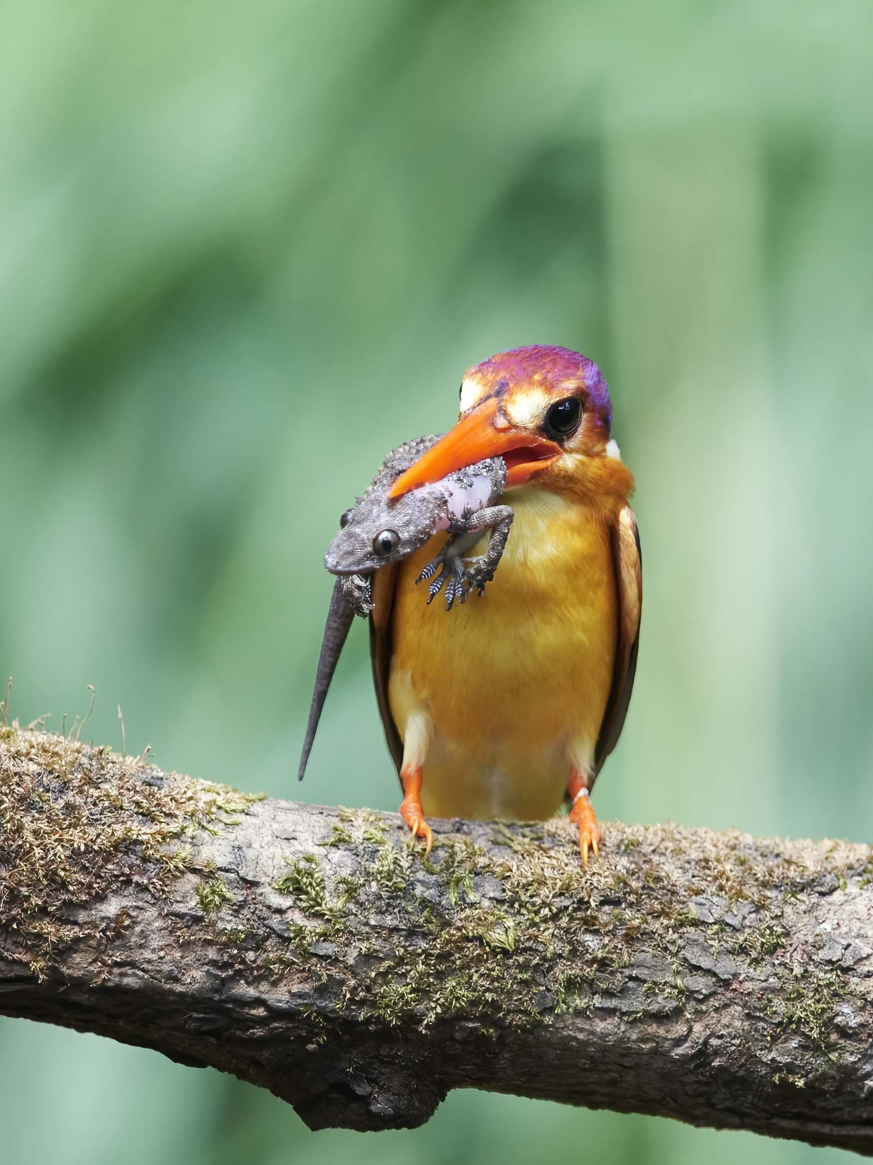 YOG_8142-DeNoiseAI-standard