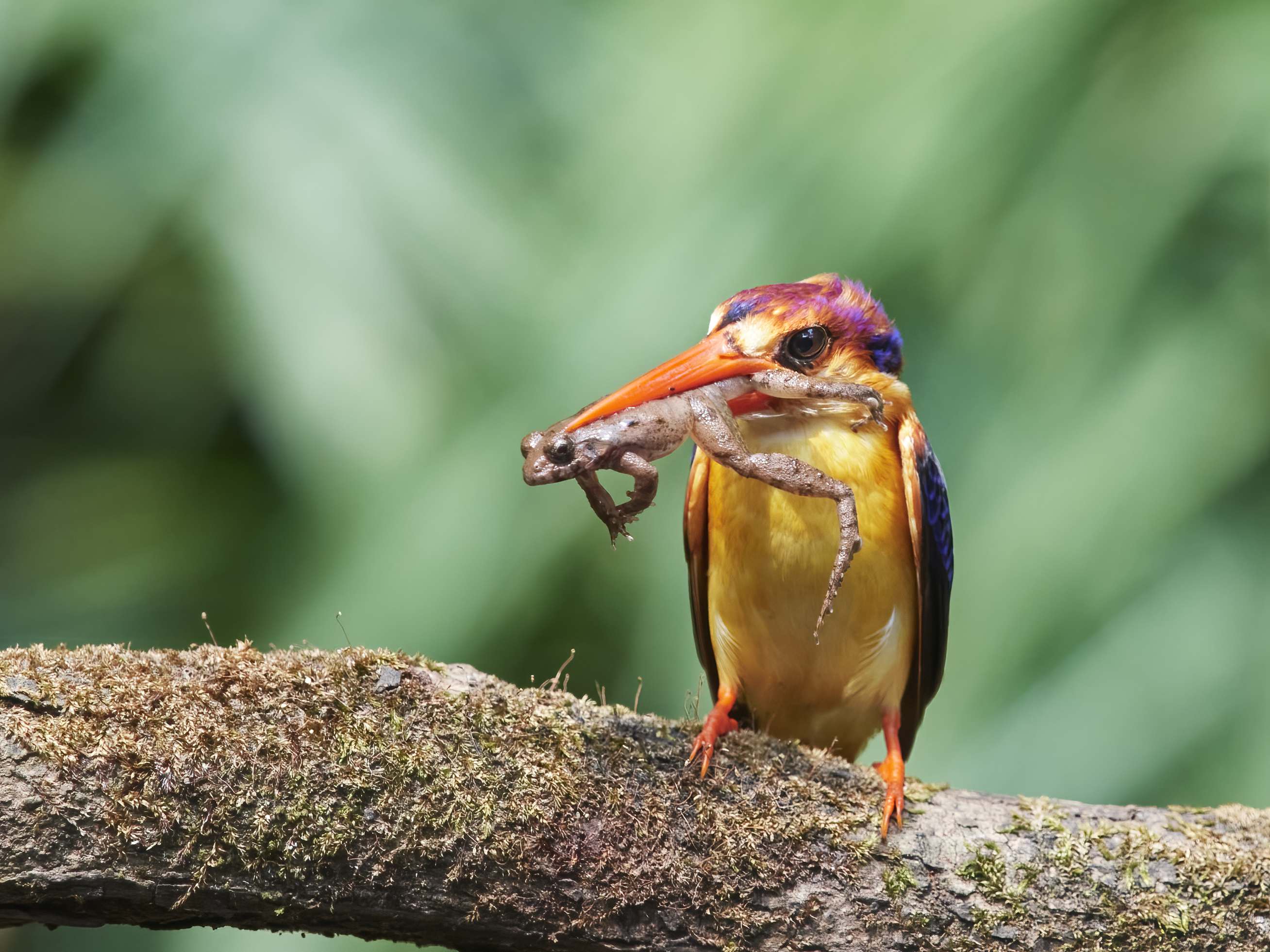 YOG_8164-DeNoiseAI-standard