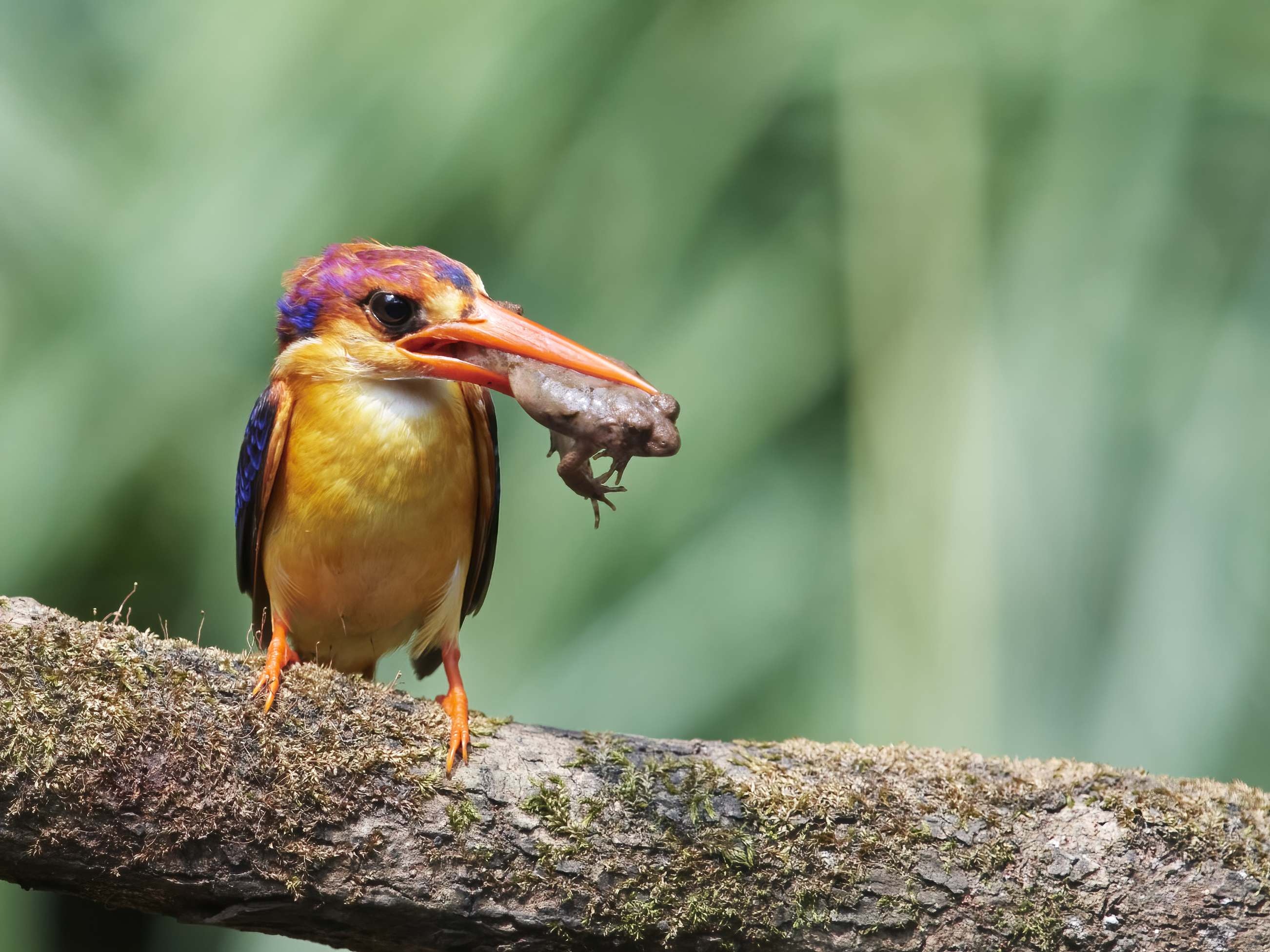 YOG_8175-DeNoiseAI-standard