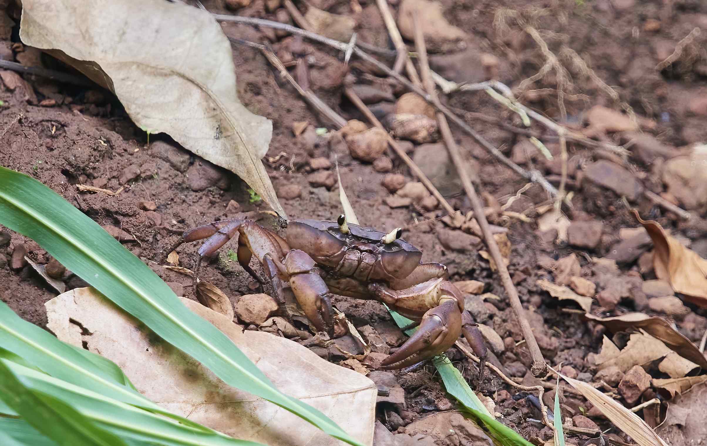 YOG_7865-DeNoiseAI-standard