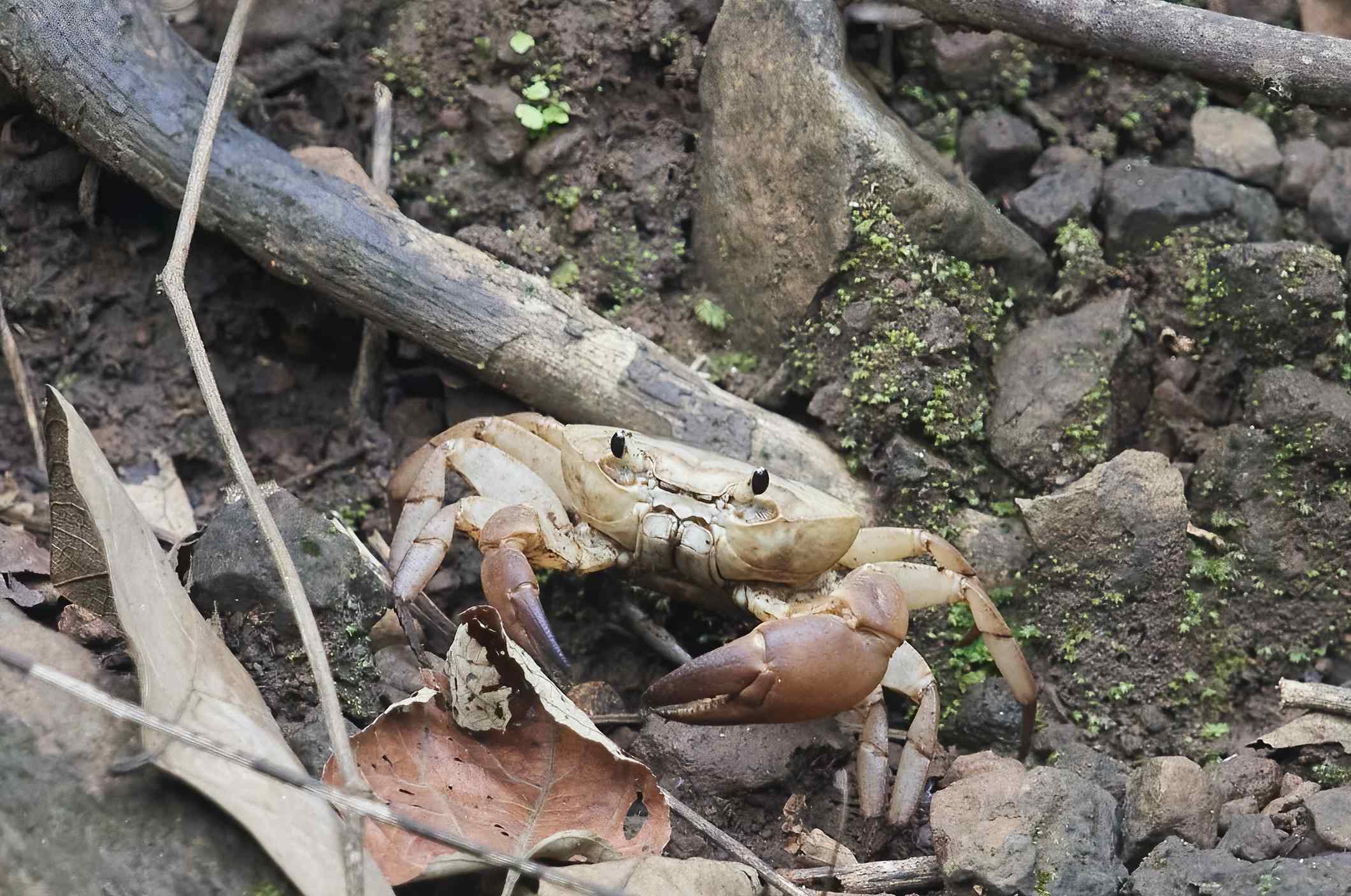 YOG_7868-DeNoiseAI-standard