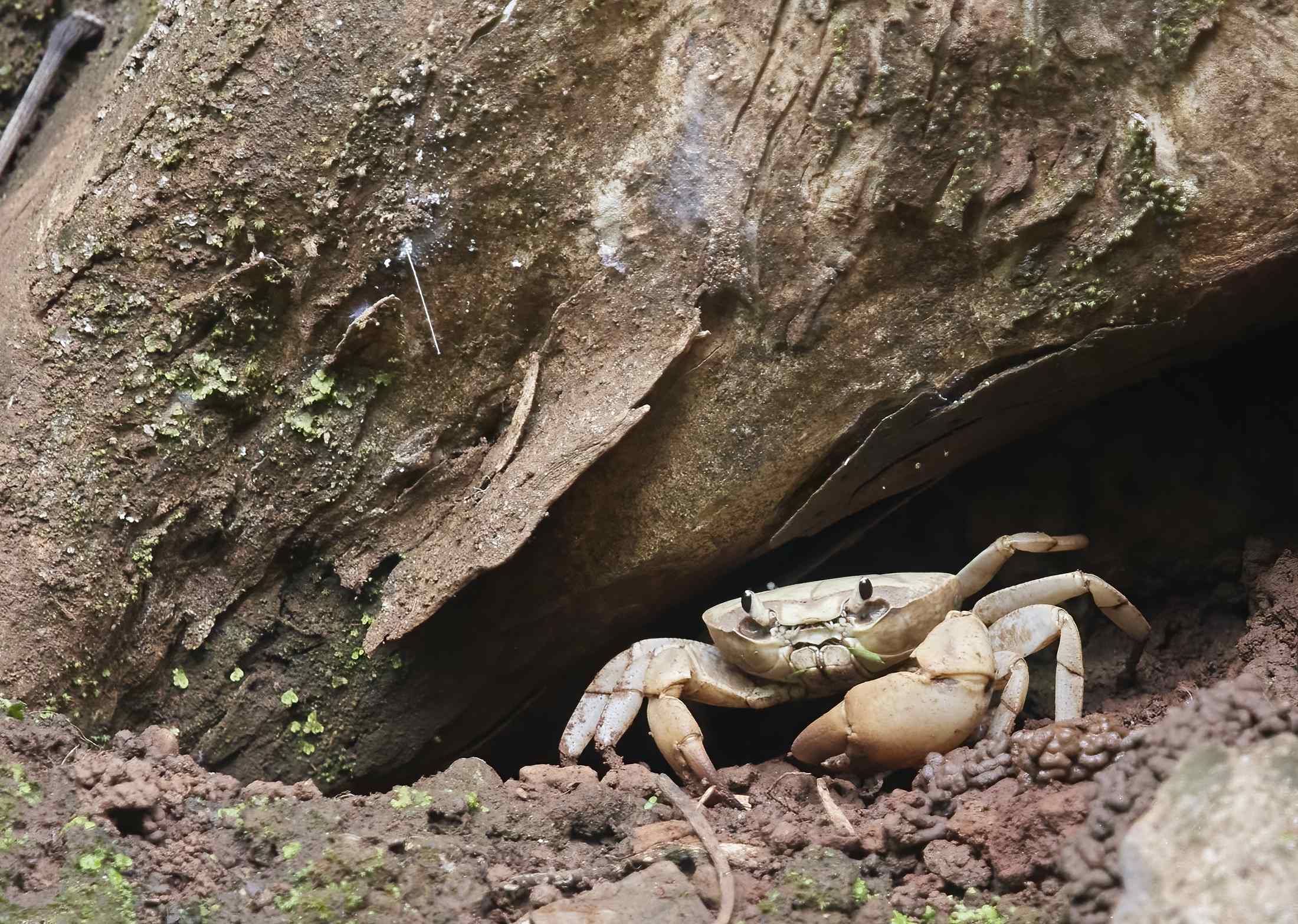 YOG_8003-DeNoiseAI-standard