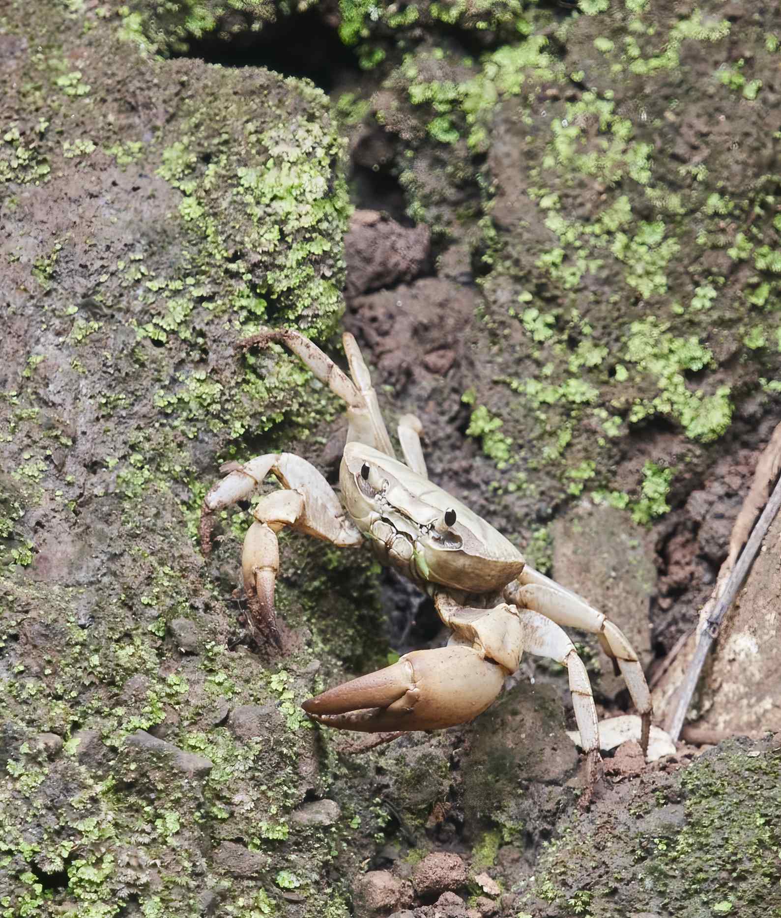 YOG_8007-DeNoiseAI-standard