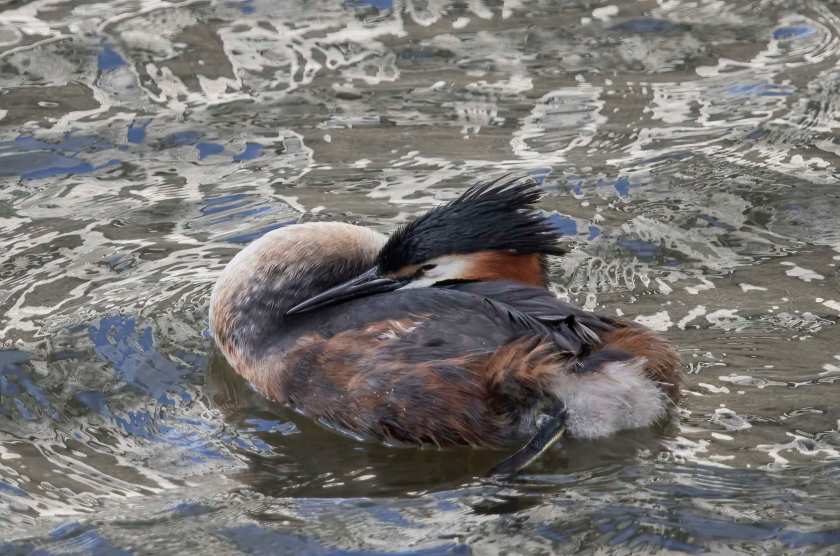 YOG_6917-DeNoiseAI-standard