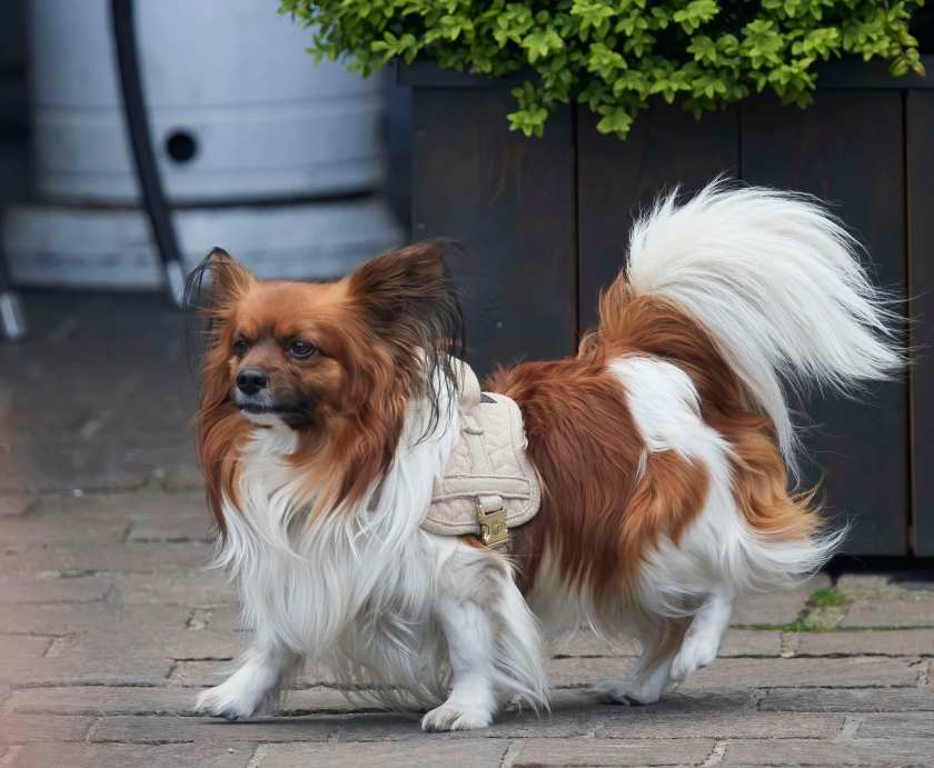 YOG_6995-DeNoiseAI-standard