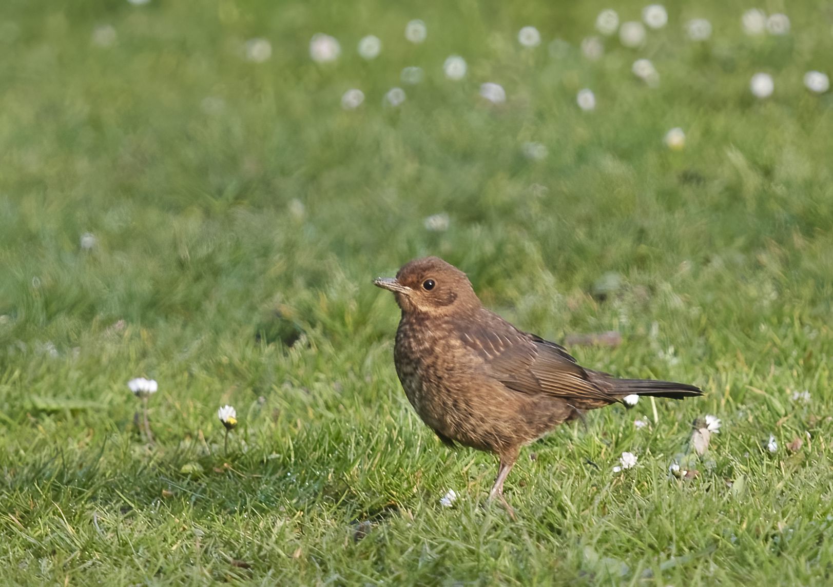 YOG_7318-DeNoiseAI-standard