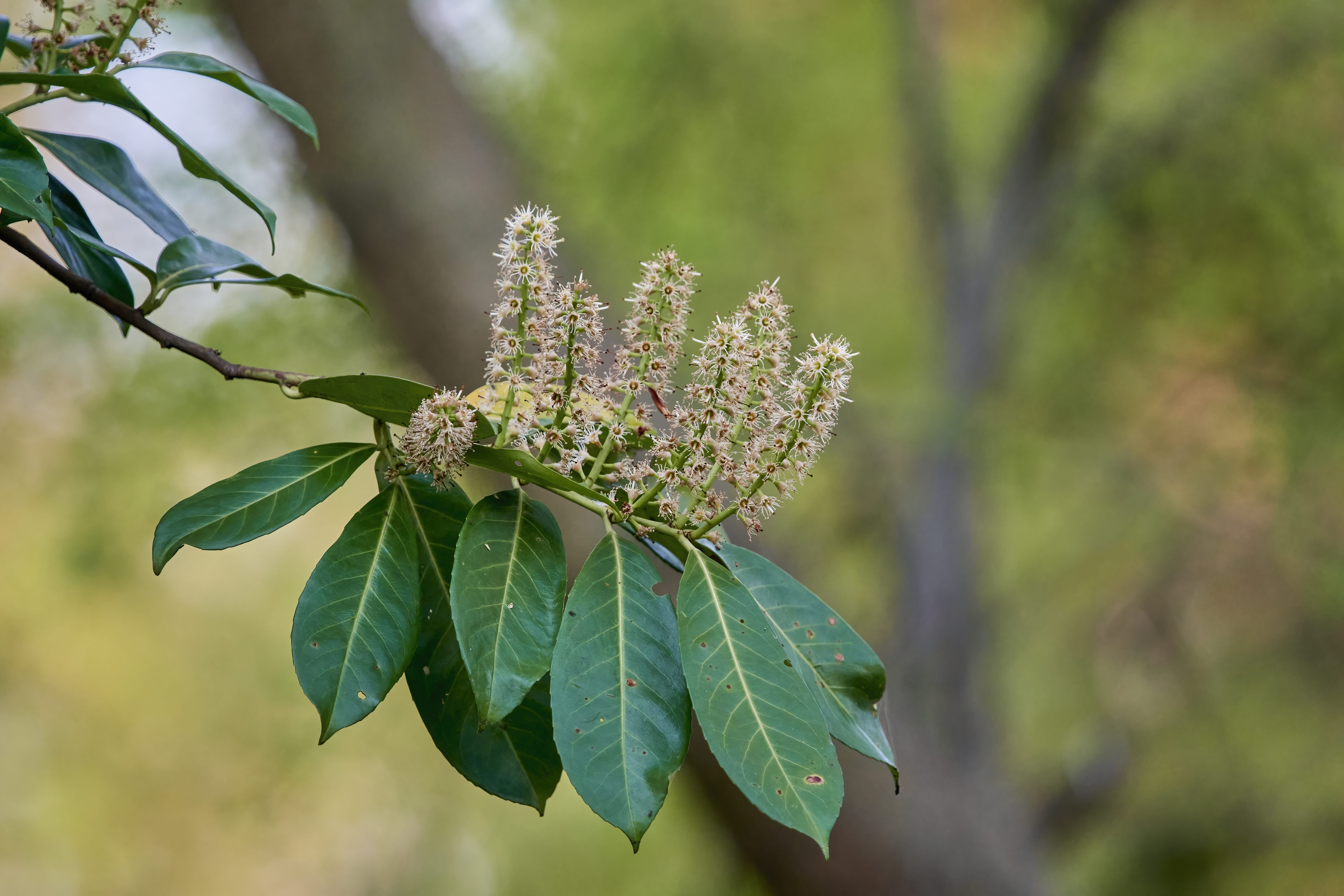 YOG_7326-DeNoiseAI-standard