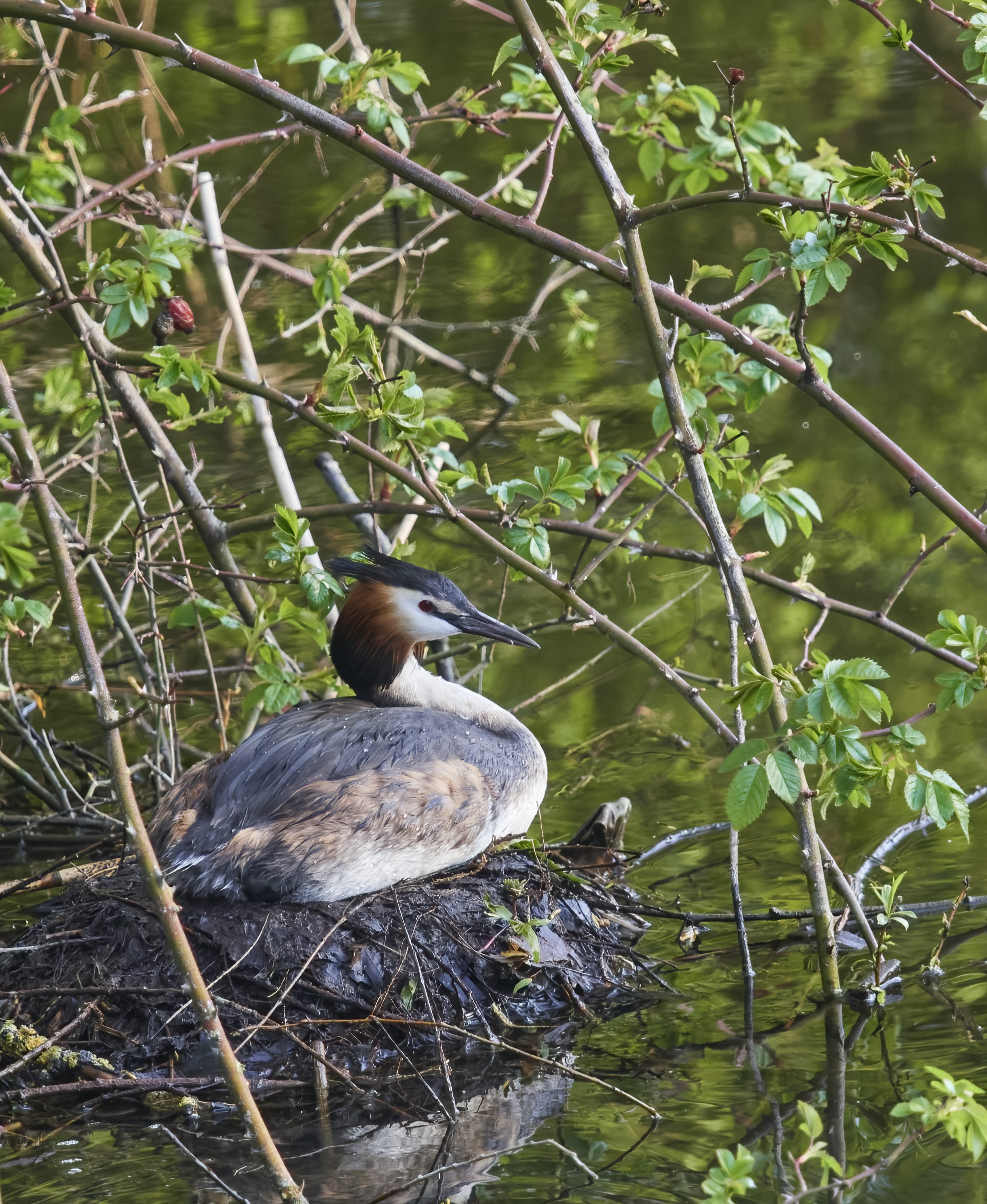 YOG_7336-DeNoiseAI-standard