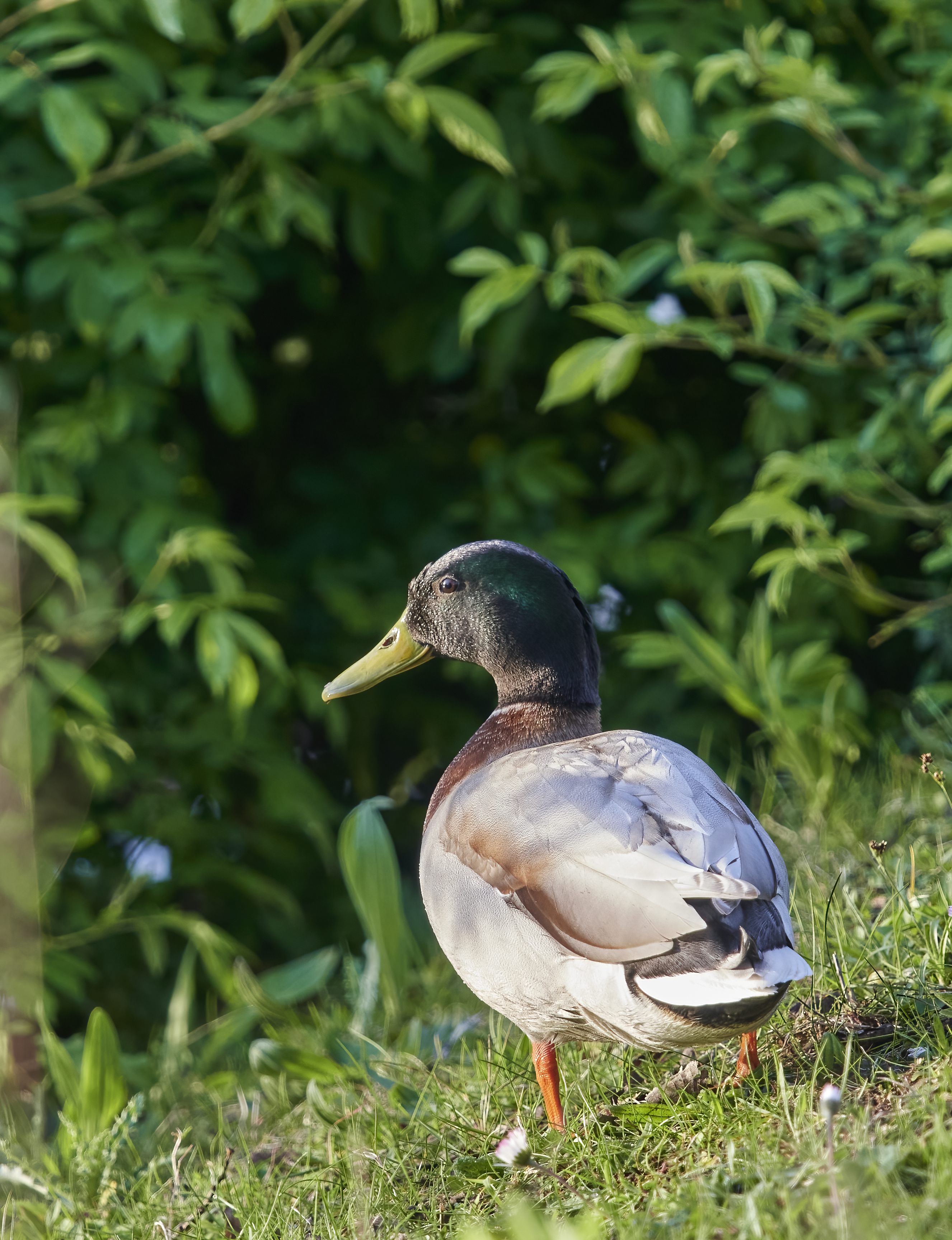 YOG_7344-DeNoiseAI-standard