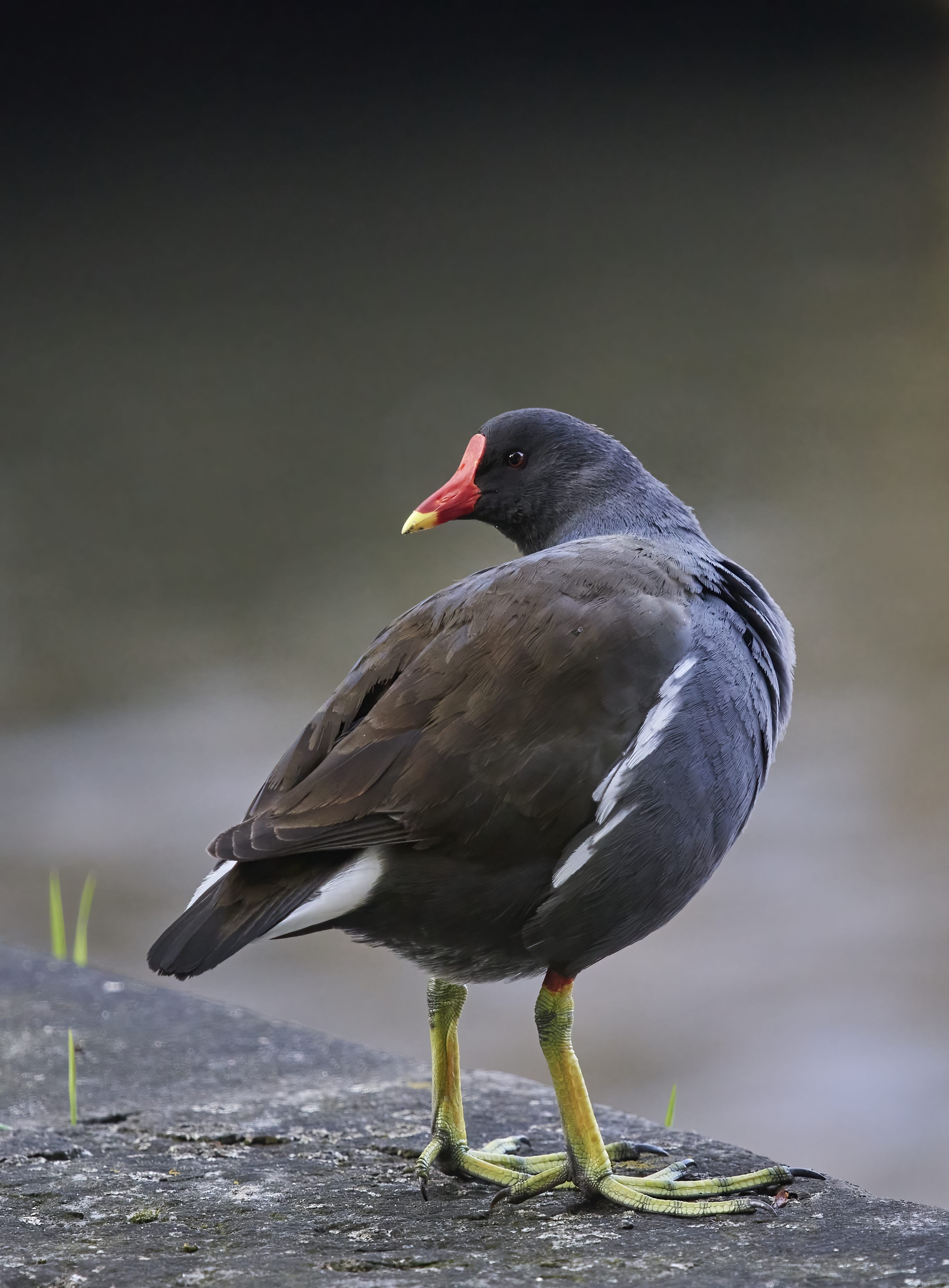 YOG_7356-DeNoiseAI-standard