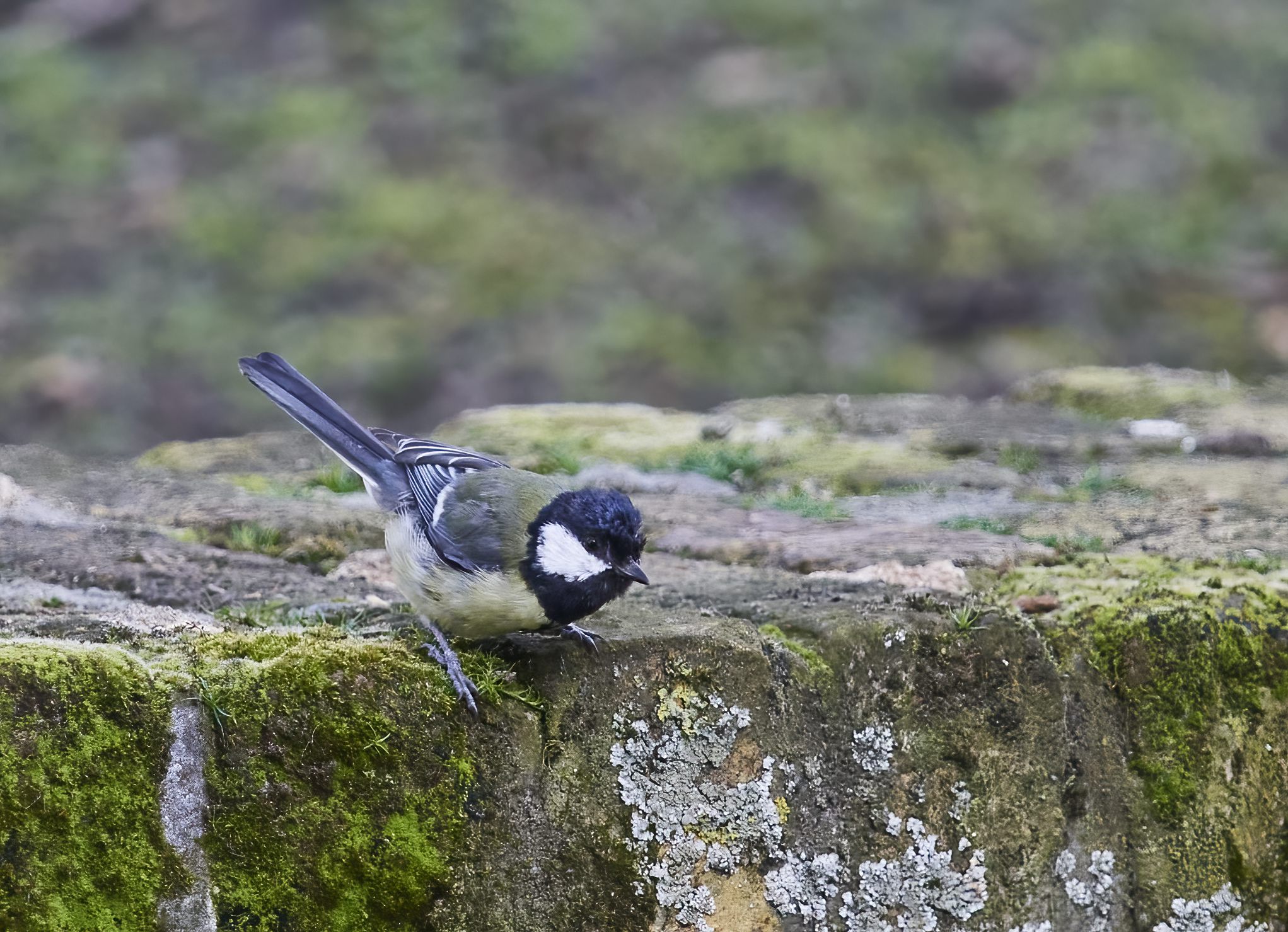 YOG_7393-DeNoiseAI-standard