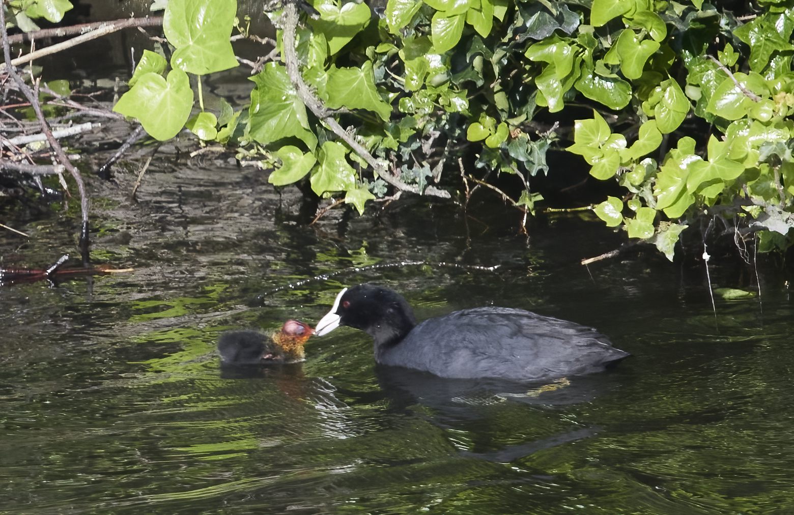 YOG_7420-DeNoiseAI-standard