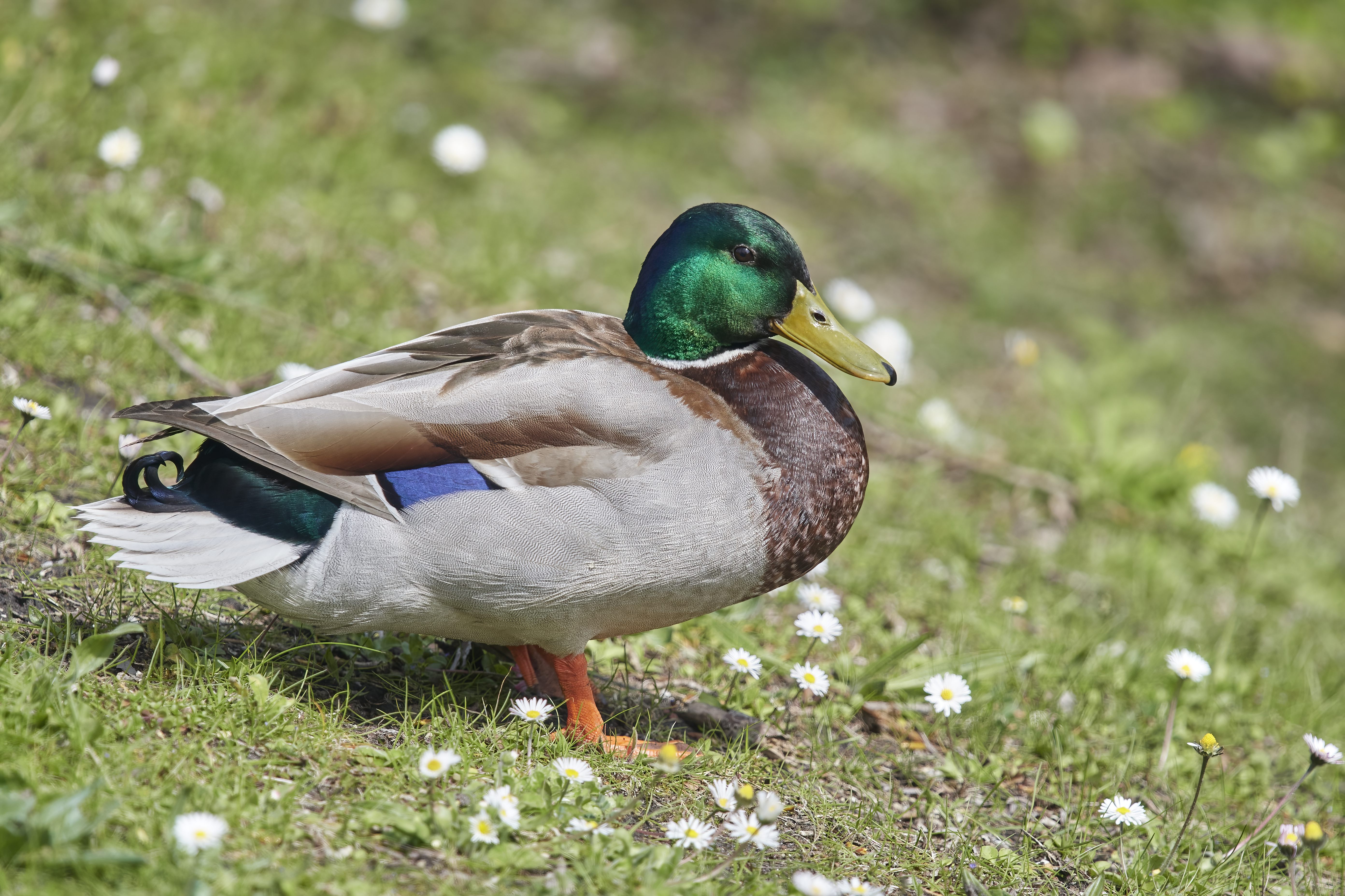 YOG_7551-DeNoiseAI-standard