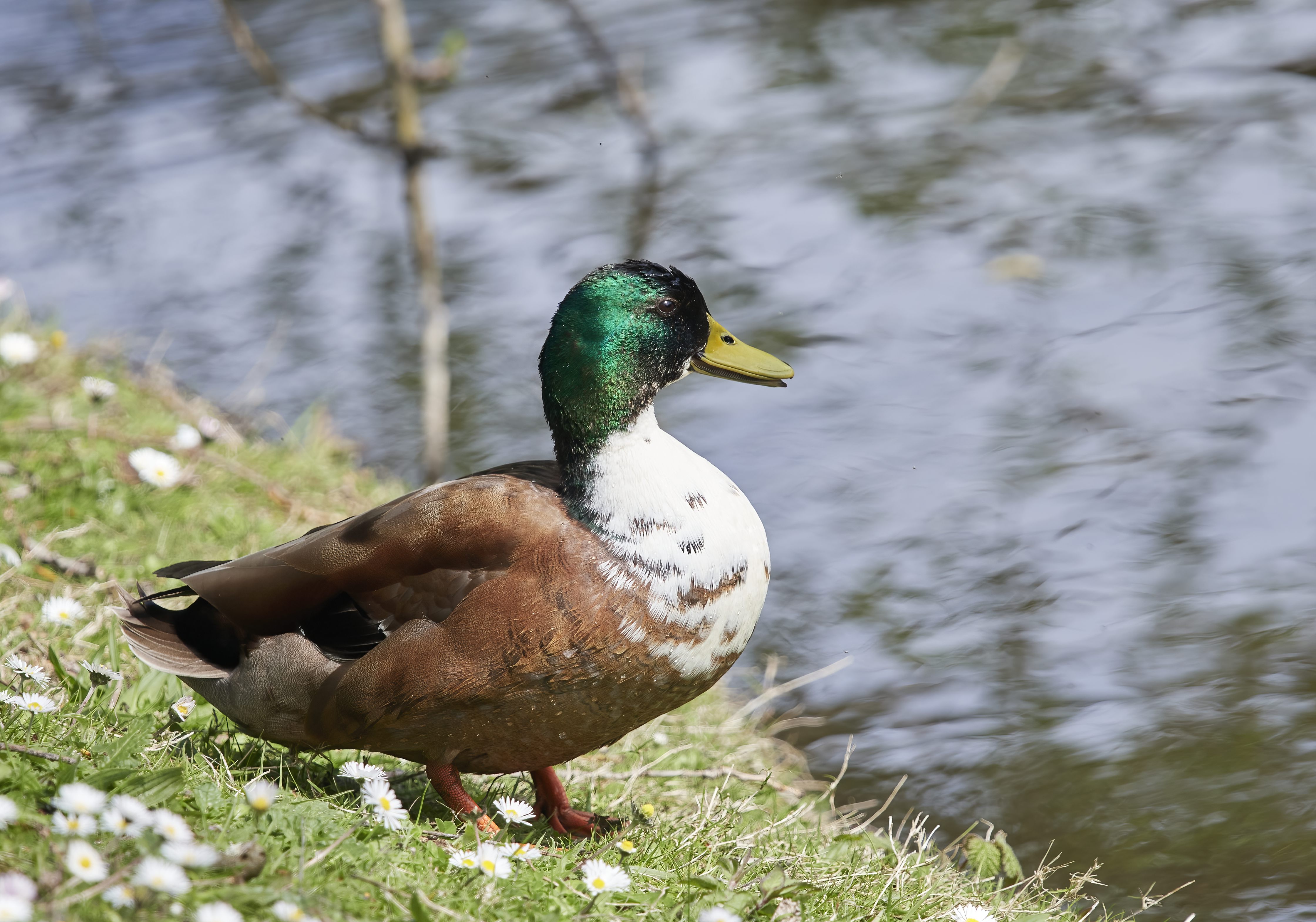 YOG_7554-DeNoiseAI-standard