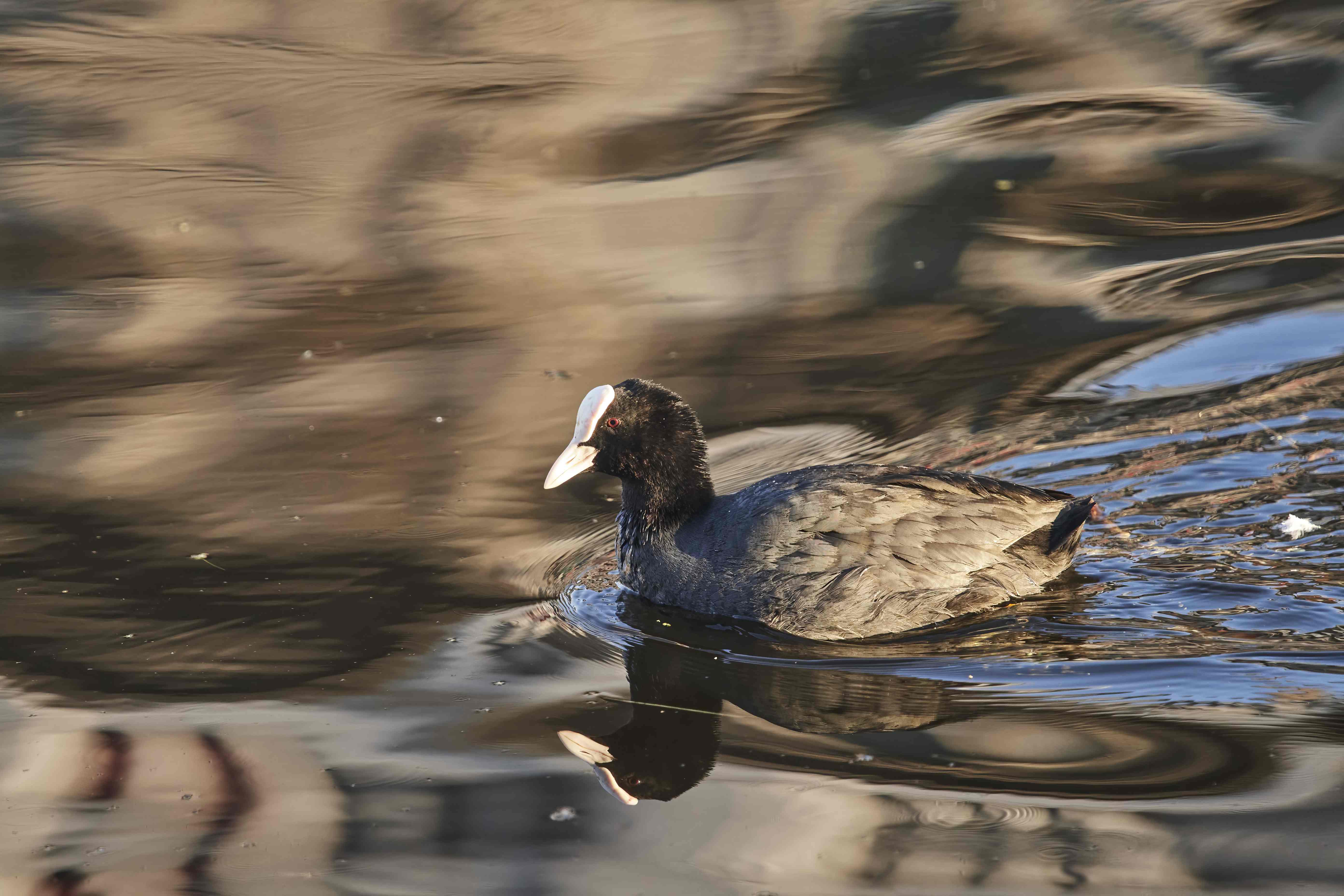 YOG_7872-DeNoiseAI-standard