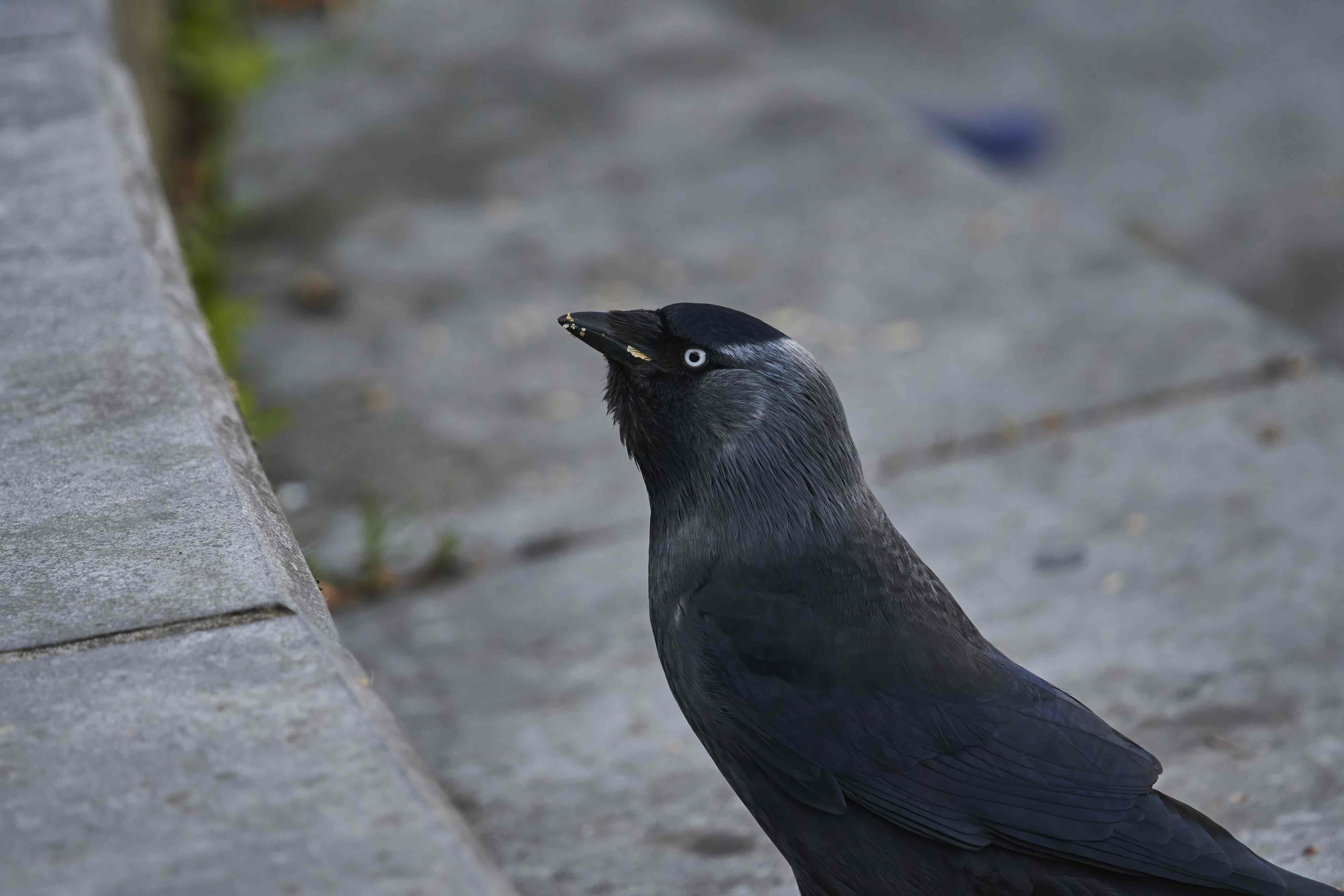 YOG_7881-DeNoiseAI-standard