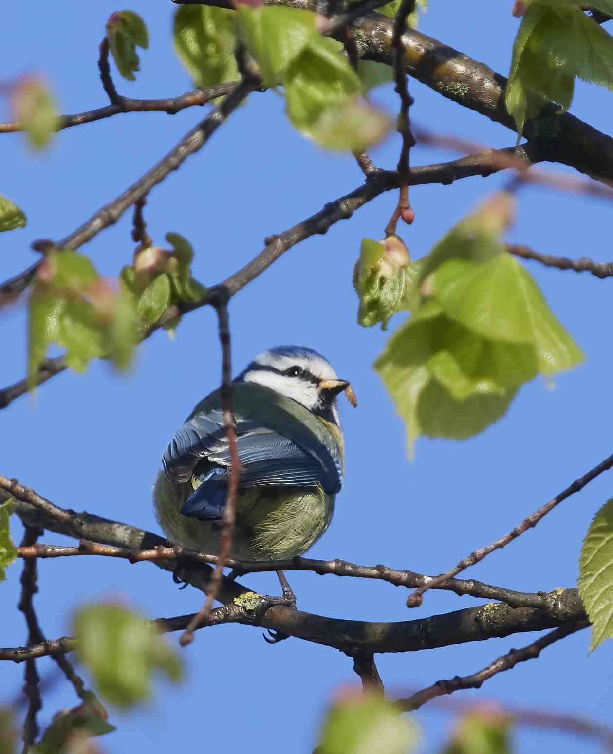 YOG_7887-DeNoiseAI-standard