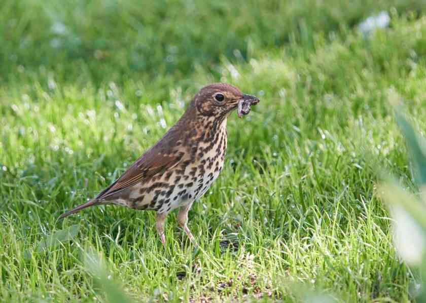 YOG_7919-DeNoiseAI-standard