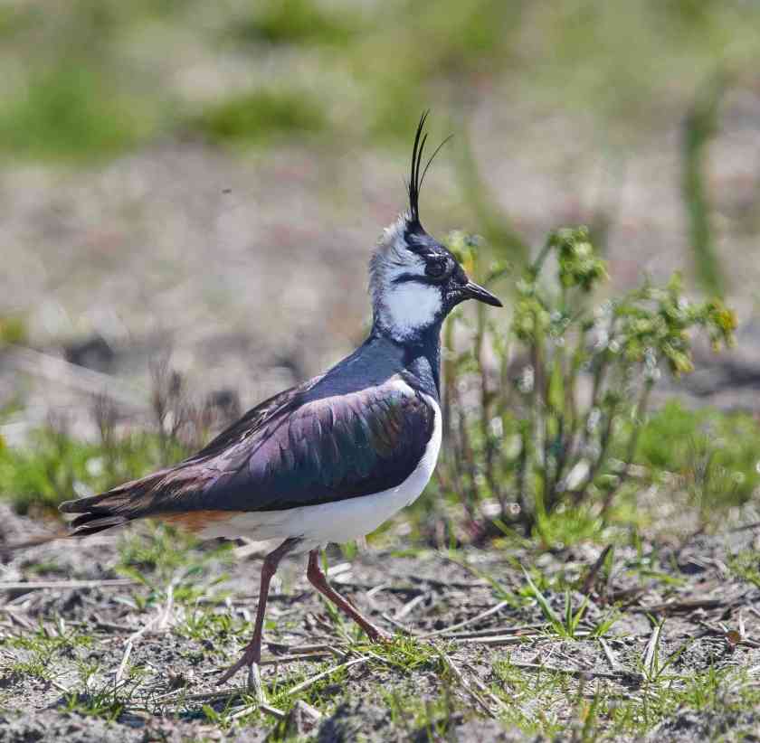 YOG_8007 1-DeNoiseAI-standard