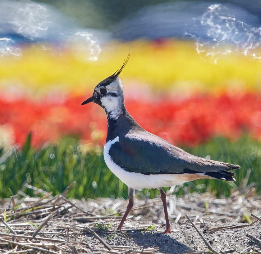 YOG_8123-DeNoiseAI-standard