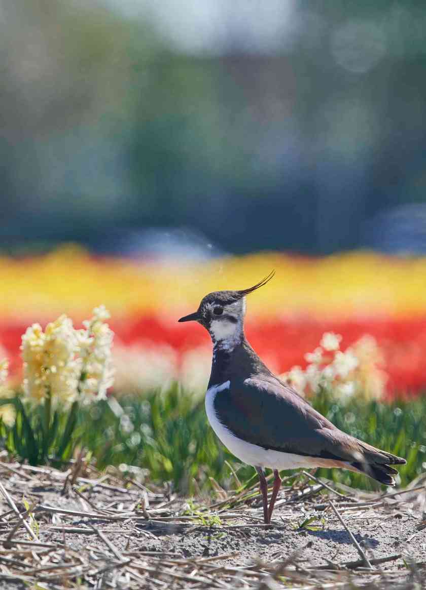 YOG_8127-DeNoiseAI-standard