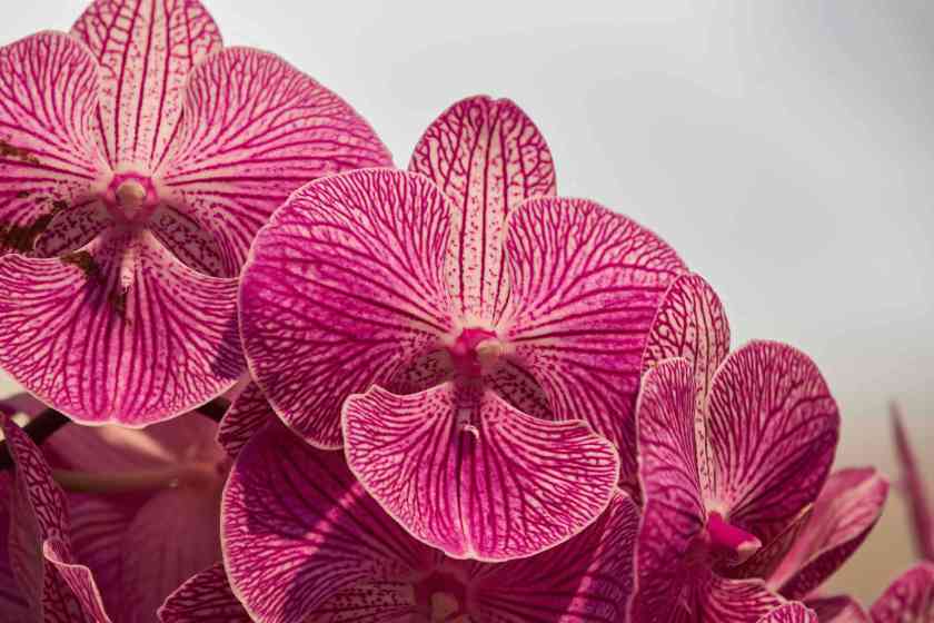 YOG_8162-DeNoiseAI-standard